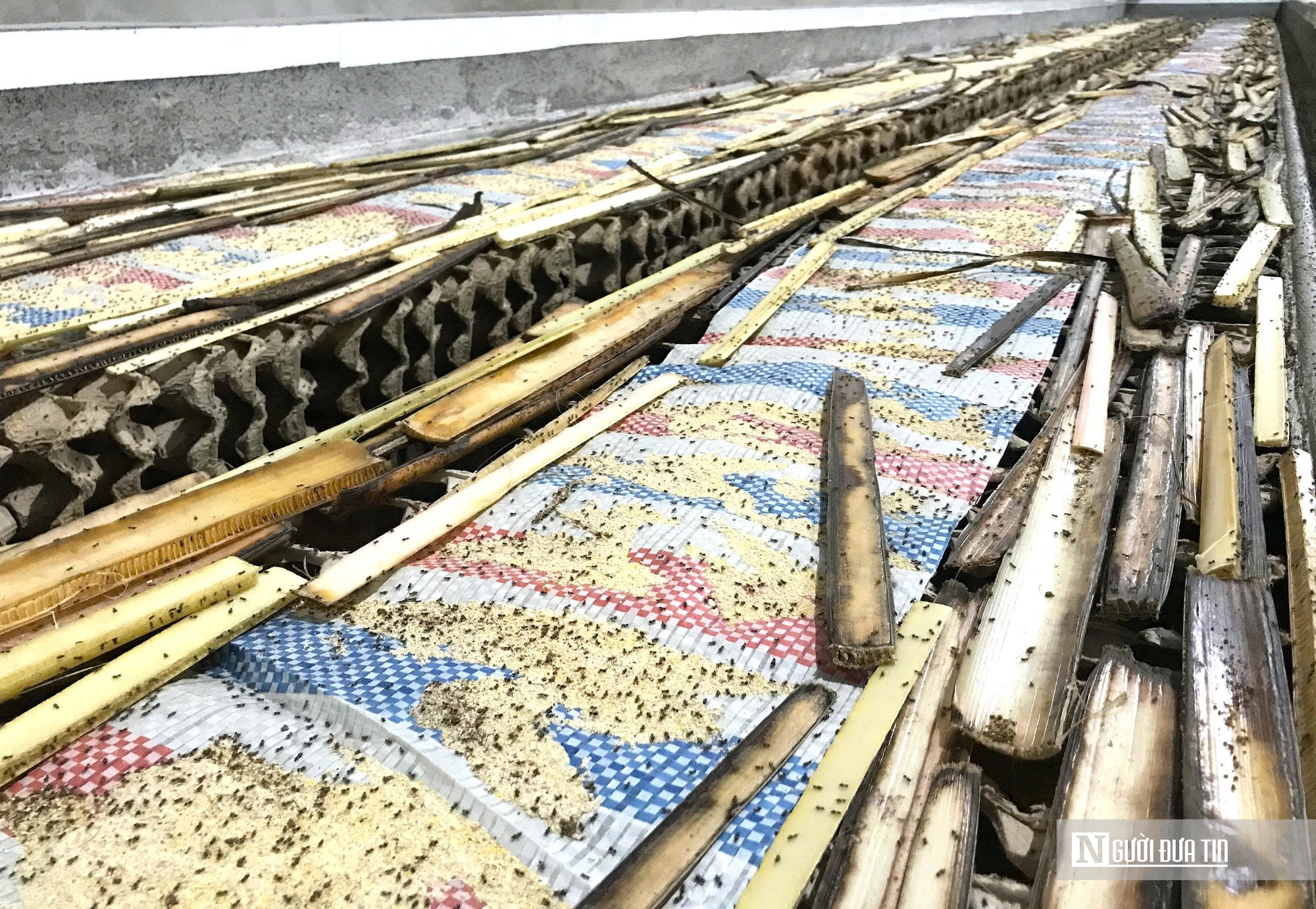 Nuôi loài tí hon, 30 ngày cho thu hoạch, chàng rể Nghệ An bỏ túi hàng trăm triệu mỗi năm- Ảnh 2. Nuôi loài tí hon, 30 ngày cho thu hoạch, chàng rể Nghệ An bỏ túi hàng trăm triệu mỗi năm- Ảnh 2.