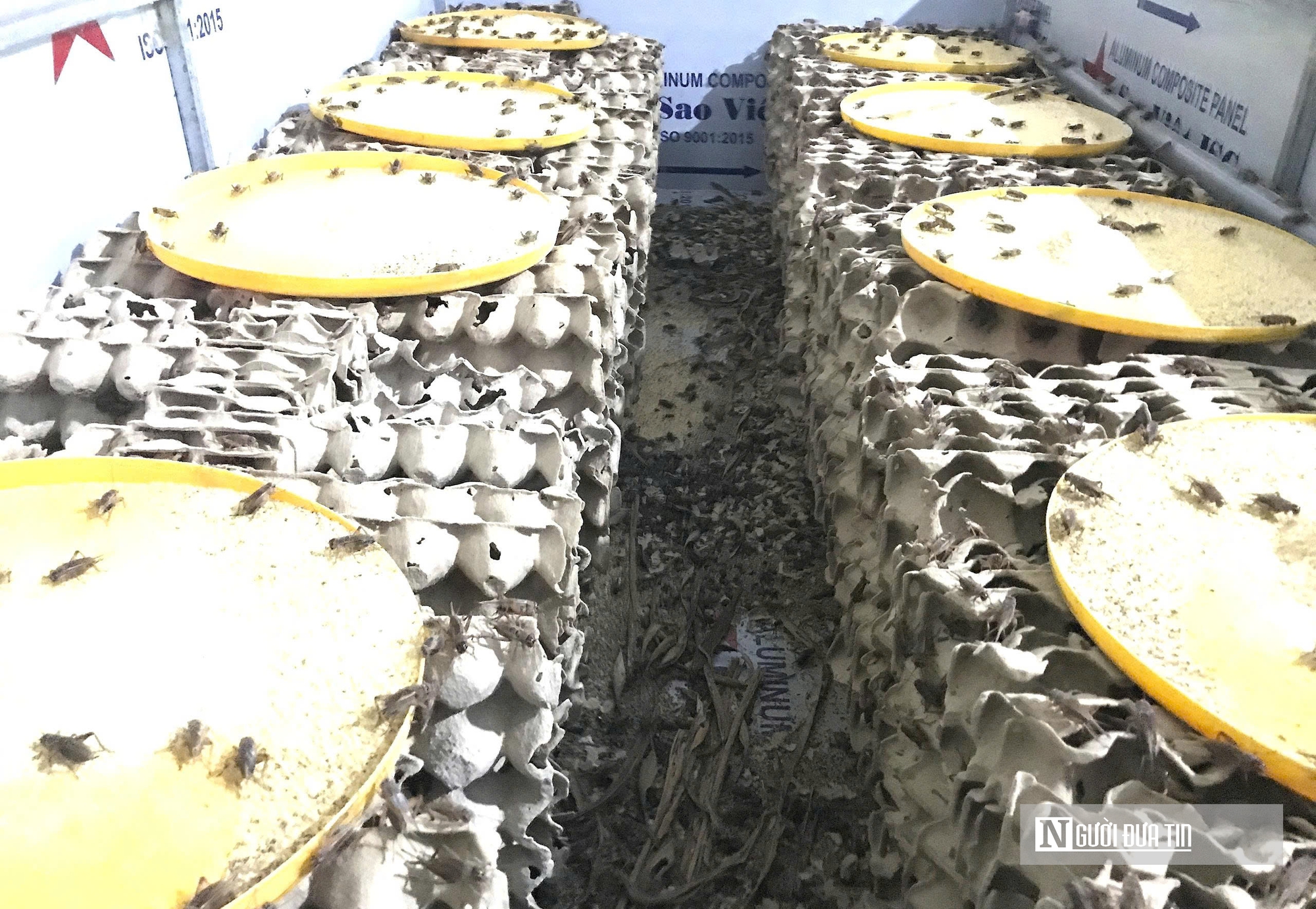 Nuôi loài tí hon, 30 ngày cho thu hoạch, chàng rể Nghệ An bỏ túi hàng trăm triệu mỗi năm- Ảnh 3. Nuôi loài tí hon, 30 ngày cho thu hoạch, chàng rể Nghệ An bỏ túi hàng trăm triệu mỗi năm- Ảnh 3.