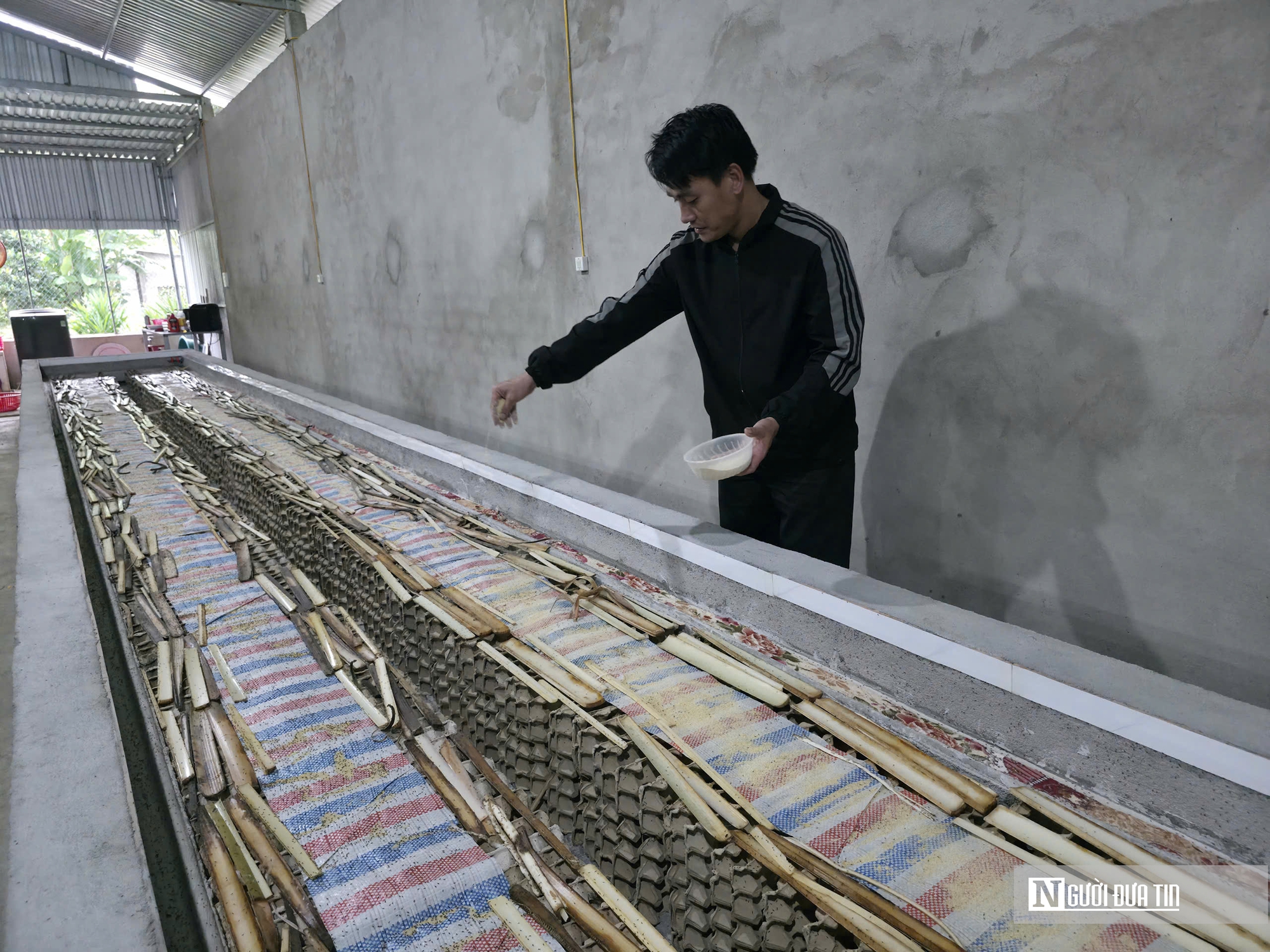 Nuôi loài tí hon, 30 ngày cho thu hoạch, chàng rể Nghệ An bỏ túi hàng trăm triệu mỗi năm- Ảnh 4. Nuôi loài tí hon, 30 ngày cho thu hoạch, chàng rể Nghệ An bỏ túi hàng trăm triệu mỗi năm- Ảnh 4.