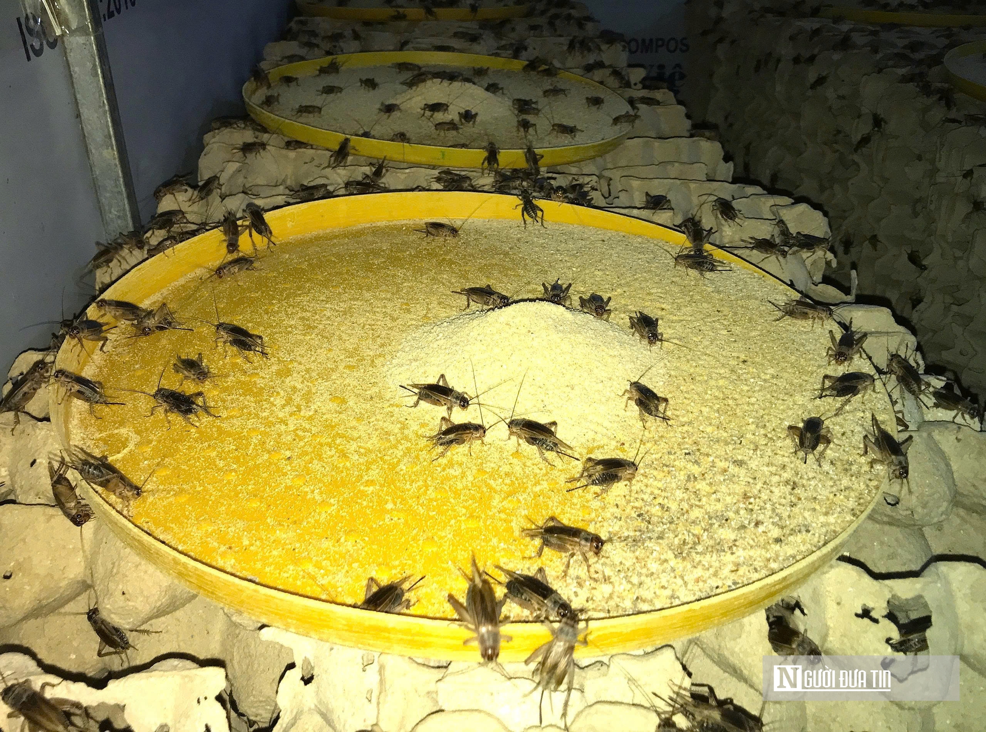 Nuôi loài tí hon, 30 ngày cho thu hoạch, chàng rể Nghệ An bỏ túi hàng trăm triệu mỗi năm- Ảnh 5. Nuôi loài tí hon, 30 ngày cho thu hoạch, chàng rể Nghệ An bỏ túi hàng trăm triệu mỗi năm- Ảnh 5.