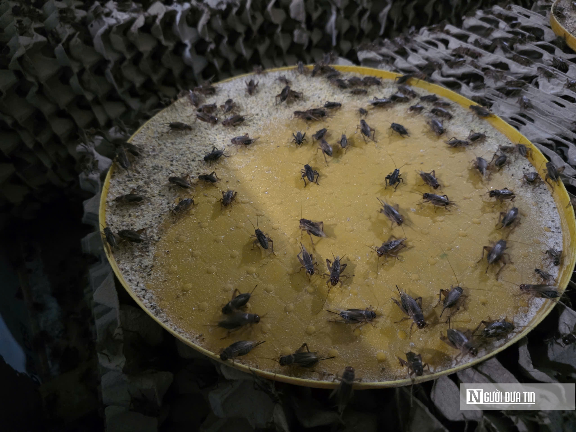 Nuôi loài tí hon, 30 ngày cho thu hoạch, chàng rể Nghệ An bỏ túi hàng trăm triệu mỗi năm- Ảnh 6. Nuôi loài tí hon, 30 ngày cho thu hoạch, chàng rể Nghệ An bỏ túi hàng trăm triệu mỗi năm- Ảnh 6.