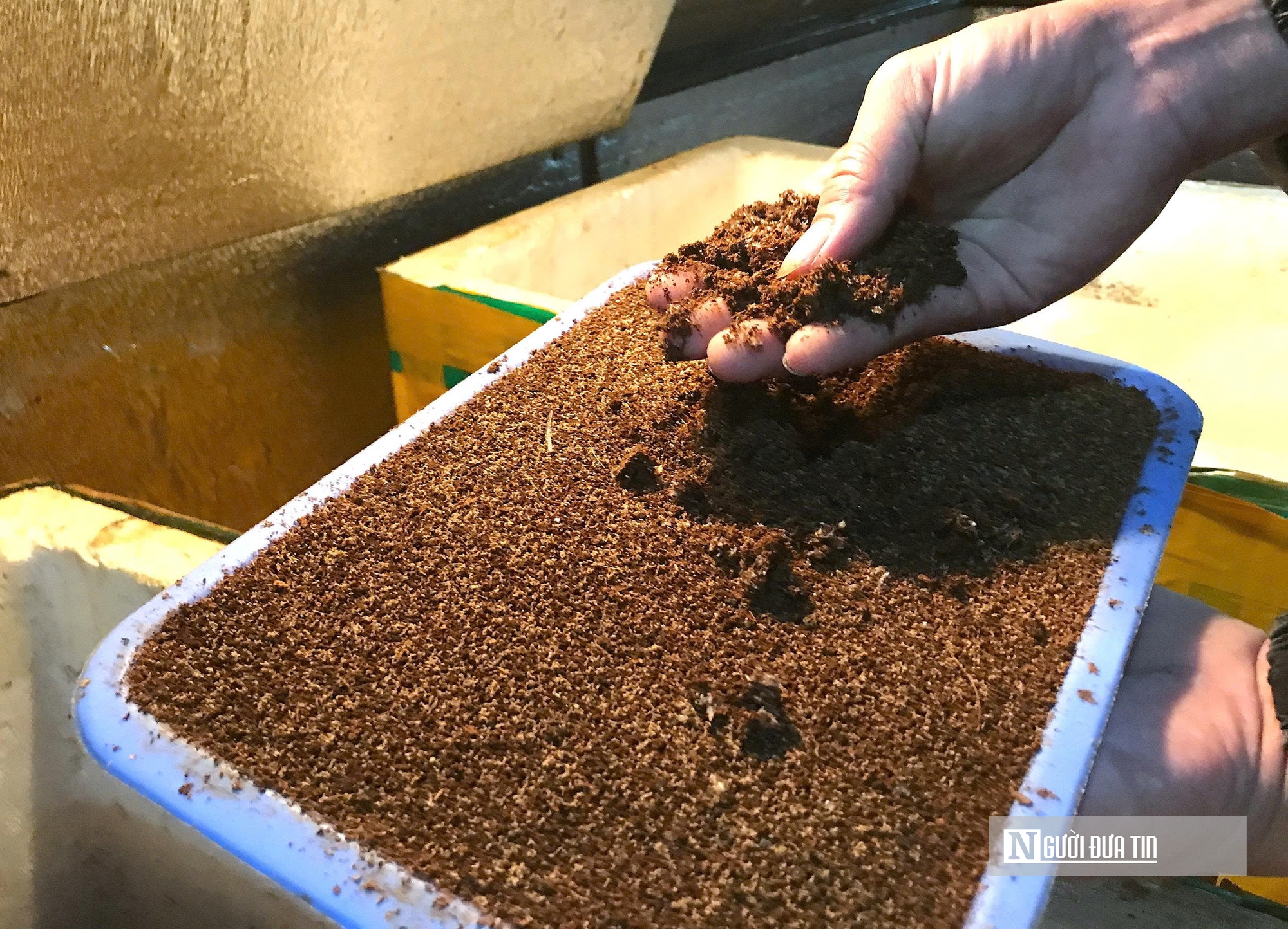 Nuôi loài tí hon, 30 ngày cho thu hoạch, chàng rể Nghệ An bỏ túi hàng trăm triệu mỗi năm- Ảnh 7. Nuôi loài tí hon, 30 ngày cho thu hoạch, chàng rể Nghệ An bỏ túi hàng trăm triệu mỗi năm- Ảnh 7.