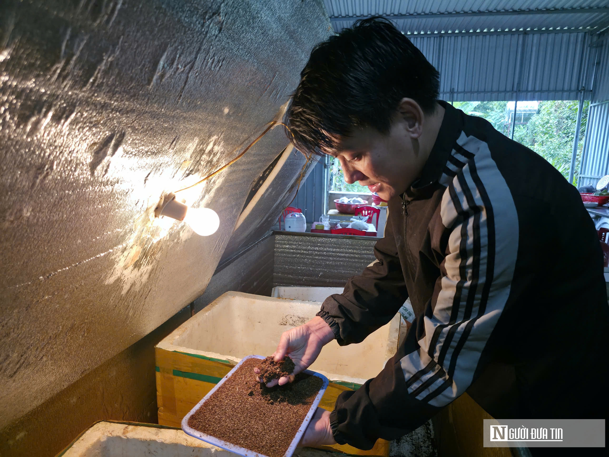 Nuôi loài tí hon, 30 ngày cho thu hoạch, chàng rể Nghệ An bỏ túi hàng trăm triệu mỗi năm- Ảnh 8. Nuôi loài tí hon, 30 ngày cho thu hoạch, chàng rể Nghệ An bỏ túi hàng trăm triệu mỗi năm- Ảnh 8.