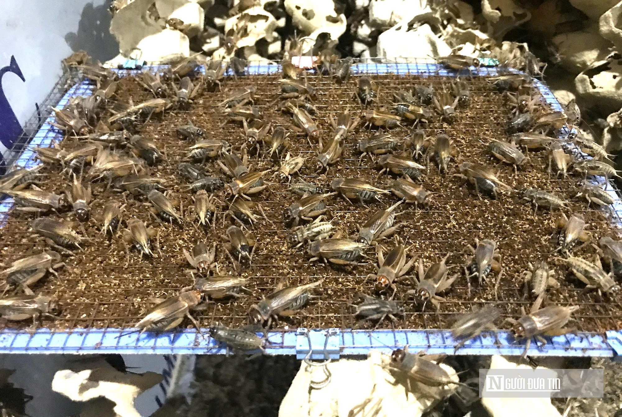 Nuôi loài tí hon, 30 ngày cho thu hoạch, chàng rể Nghệ An bỏ túi hàng trăm triệu mỗi năm- Ảnh 9. Nuôi loài tí hon, 30 ngày cho thu hoạch, chàng rể Nghệ An bỏ túi hàng trăm triệu mỗi năm- Ảnh 9.