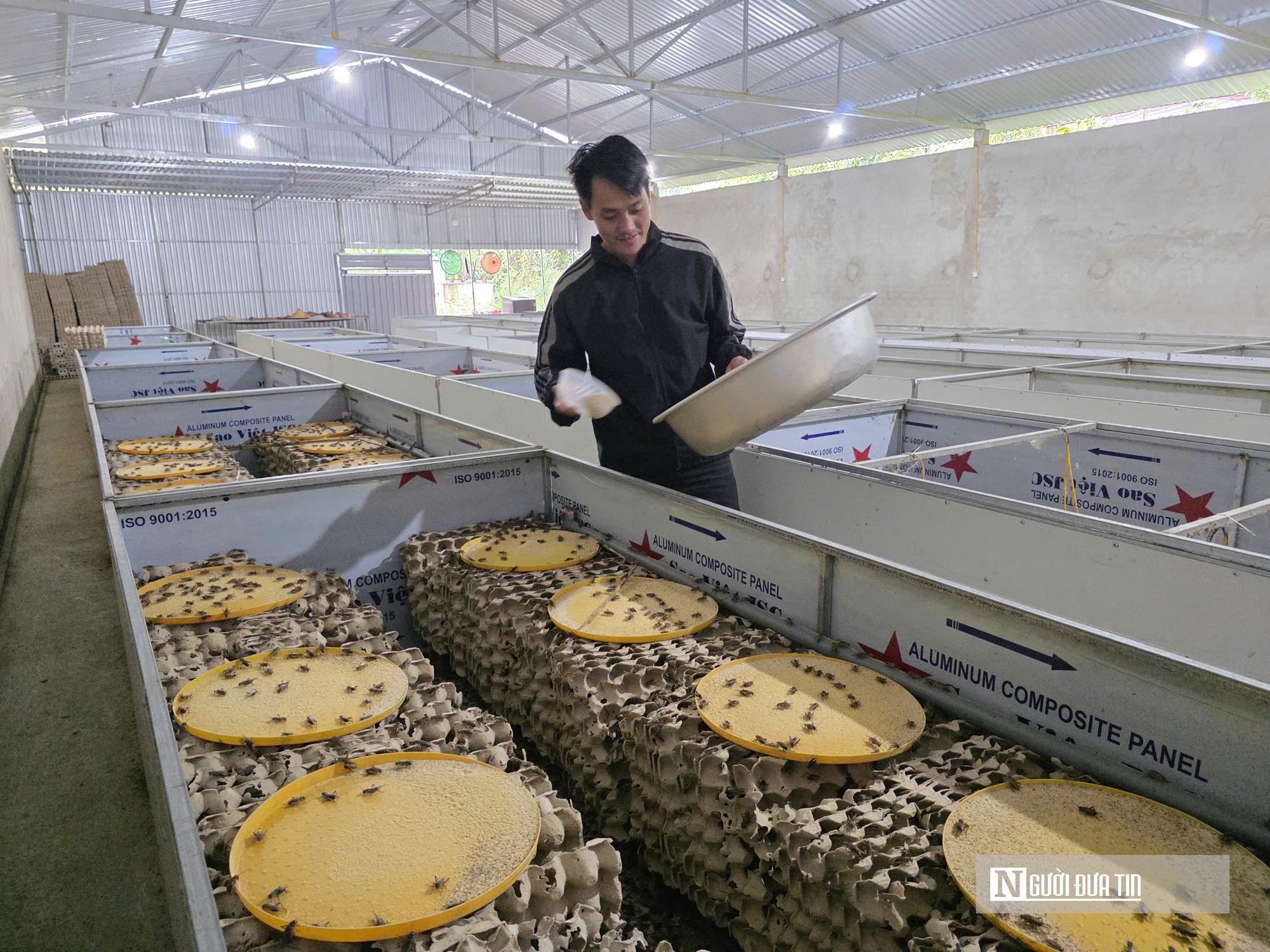 Nuôi loài tí hon, 30 ngày cho thu hoạch, chàng rể Nghệ An bỏ túi hàng trăm triệu mỗi năm- Ảnh 11. Nuôi loài tí hon, 30 ngày cho thu hoạch, chàng rể Nghệ An bỏ túi hàng trăm triệu mỗi năm- Ảnh 11.