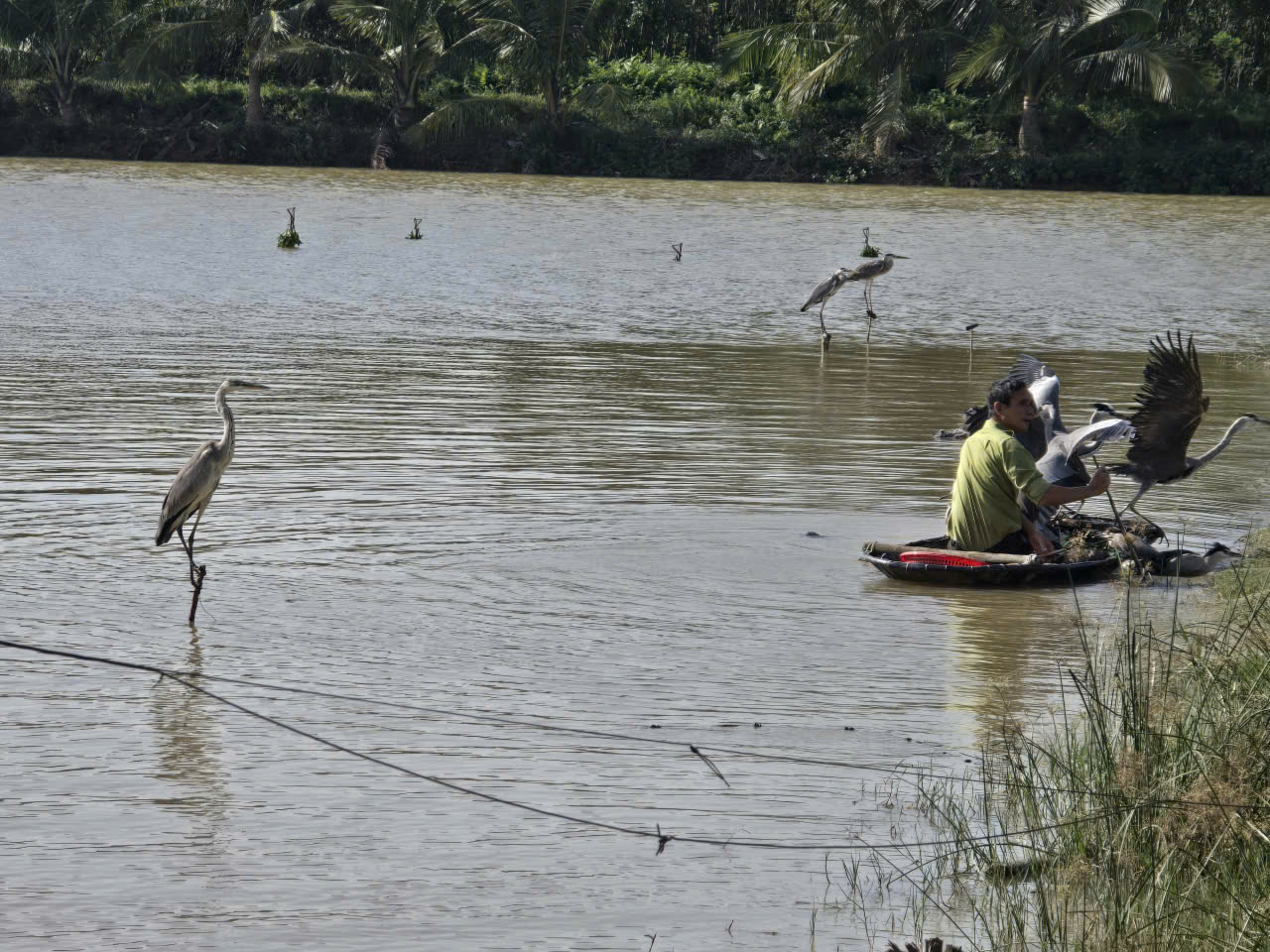 Mang lại bình yên cho những cánh chim trời mùa di trú- Ảnh 3. Mang lại bình yên cho những cánh chim trời mùa di trú- Ảnh 3.