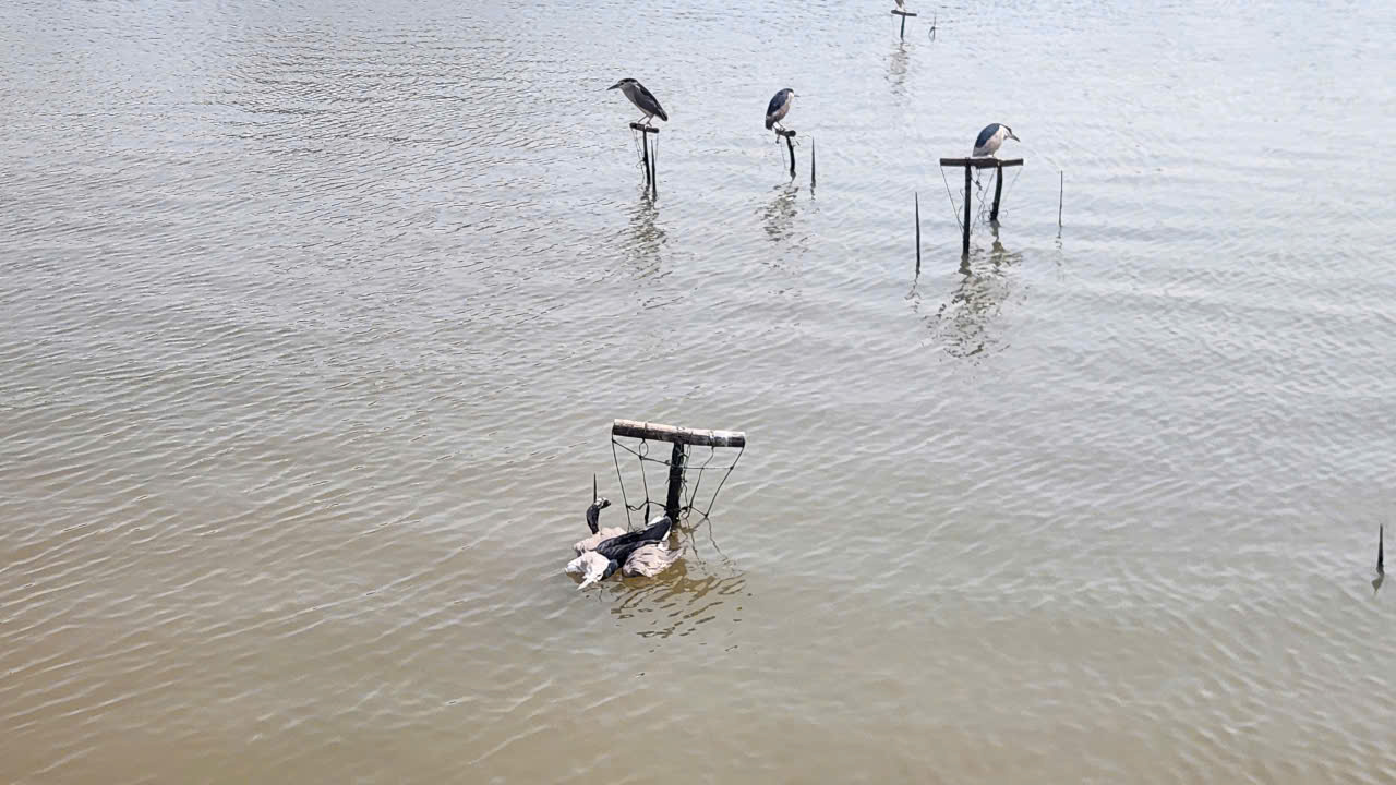 Mang lại bình yên cho những cánh chim trời mùa di trú- Ảnh 1. Mang lại bình yên cho những cánh chim trời mùa di trú- Ảnh 1.