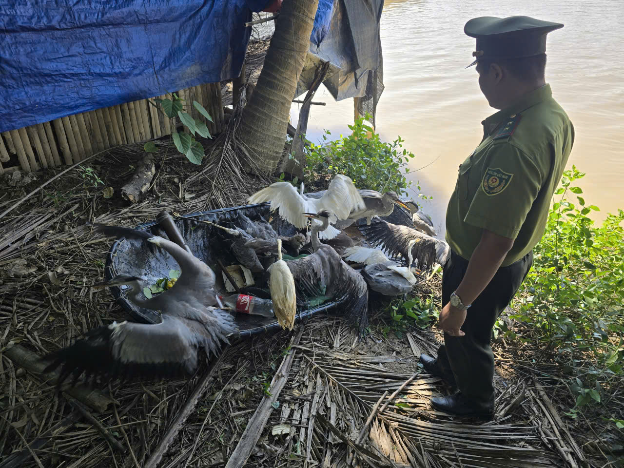 Mang lại bình yên cho những cánh chim trời mùa di trú- Ảnh 4. Mang lại bình yên cho những cánh chim trời mùa di trú- Ảnh 4.