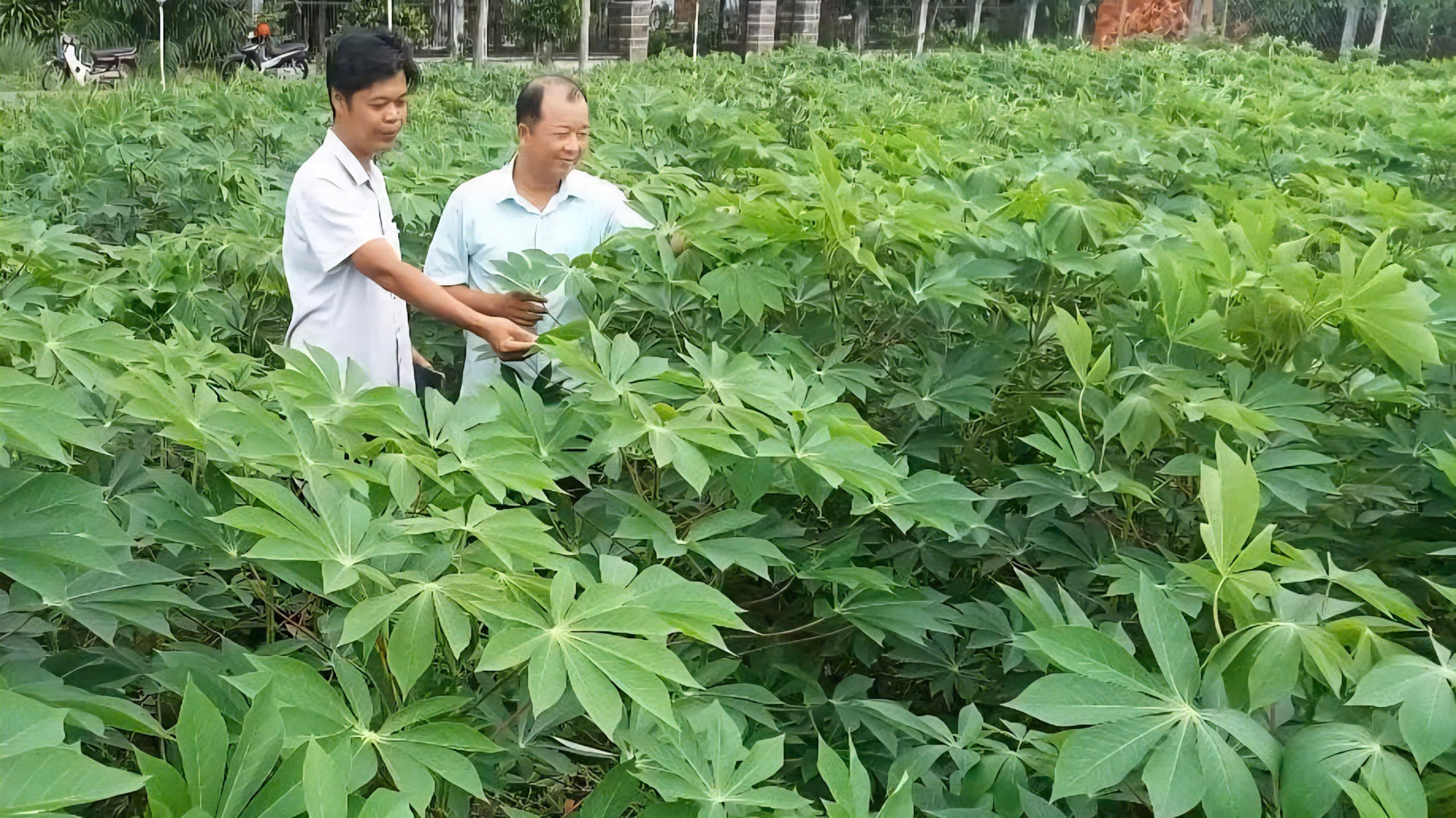 Để nông dân thoát cảnh "bán cả tạ sắn chưa bằng một ngày phụ hồ"- Ảnh 3. Để nông dân thoát cảnh "bán cả tạ sắn chưa bằng một ngày phụ hồ"- Ảnh 3.