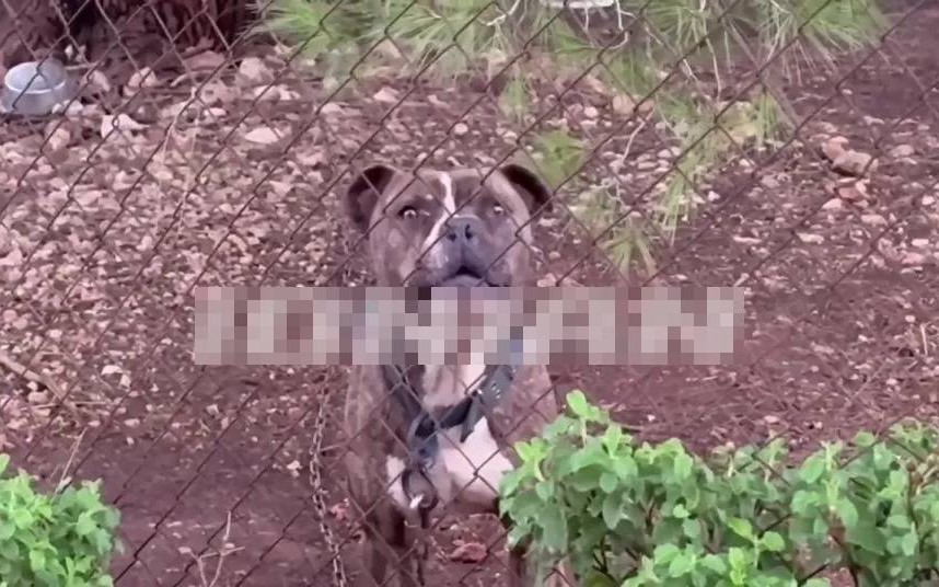 Bé 2 tuổi đang chơi bỗng ho tím tái, bác sĩ gắp ra thứ "đáng sợ" trong bụng - Ảnh 2.