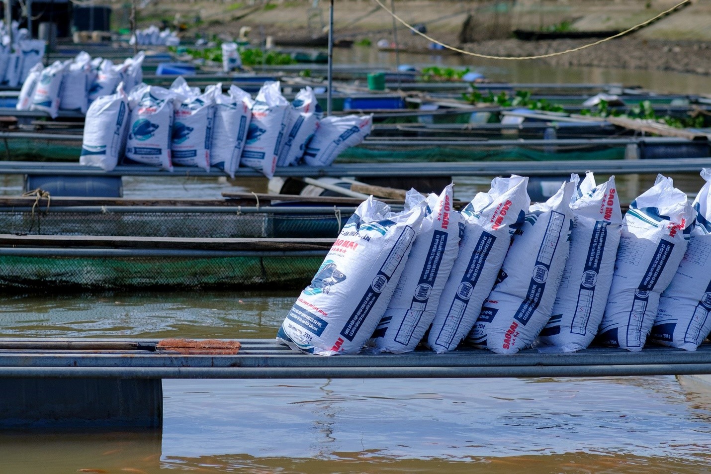 Đi tìm sự chắc chắn cùng Sao Mai Super Feed trong mỗi vụ nuôi- Ảnh 1. Đi tìm sự chắc chắn cùng Sao Mai Super Feed trong mỗi vụ nuôi- Ảnh 1.