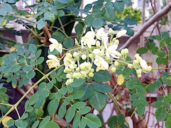 "Đặc sản xanh" từ cây dại mọc bờ bụi, được săn lùng bởi hương vị và giá trị dinh dưỡng cao - Ảnh 2.