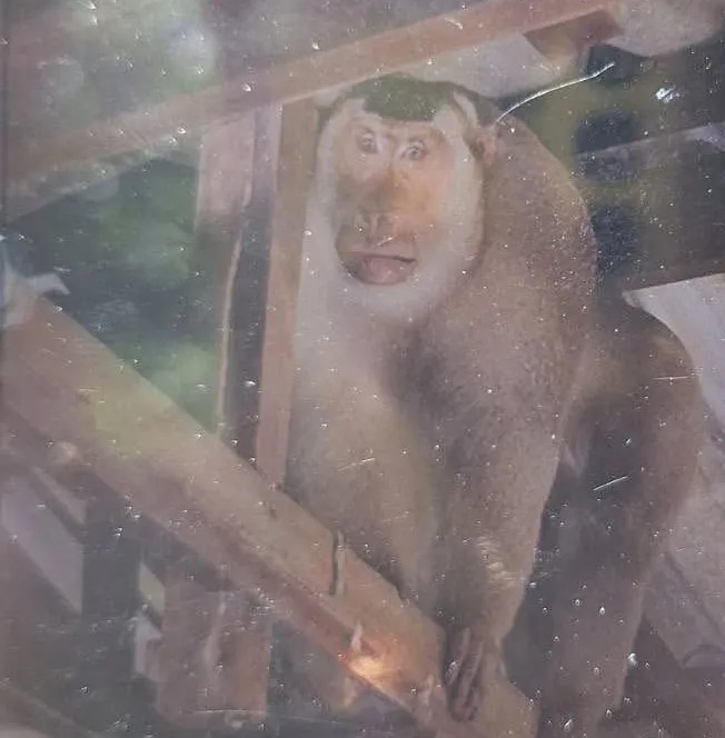 Khỉ hoang cắn chết người khiến dân làng hoảng loạn, một gia đình phải bỏ nhà - Ảnh 2.