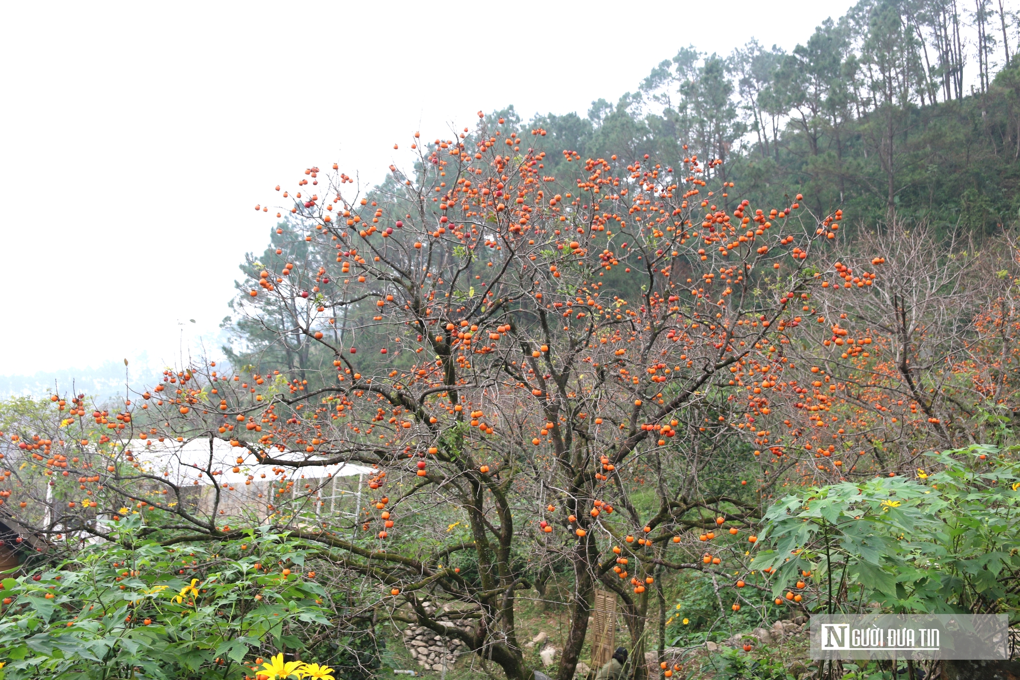 Vườn hồng trăm tuổi ở xứ Nghệ hút khách đến trải nghiệm, check - in- Ảnh 1. Vườn hồng trăm tuổi ở xứ Nghệ hút khách đến trải nghiệm, check - in- Ảnh 1.