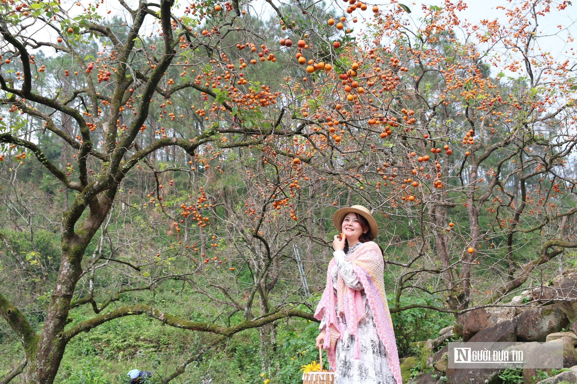 Vườn hồng trăm tuổi ở xứ Nghệ hút khách đến trải nghiệm, check - in- Ảnh 3. Vườn hồng trăm tuổi ở xứ Nghệ hút khách đến trải nghiệm, check - in- Ảnh 3.