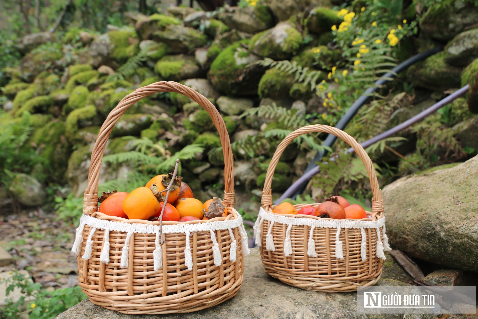 Vườn hồng trăm tuổi ở xứ Nghệ hút khách đến trải nghiệm, check - in- Ảnh 5. Vườn hồng trăm tuổi ở xứ Nghệ hút khách đến trải nghiệm, check - in- Ảnh 5.