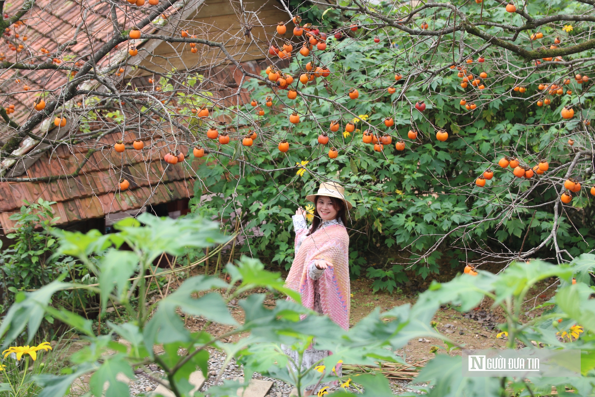 Vườn hồng trăm tuổi ở xứ Nghệ hút khách đến trải nghiệm, check - in- Ảnh 6. Vườn hồng trăm tuổi ở xứ Nghệ hút khách đến trải nghiệm, check - in- Ảnh 6.