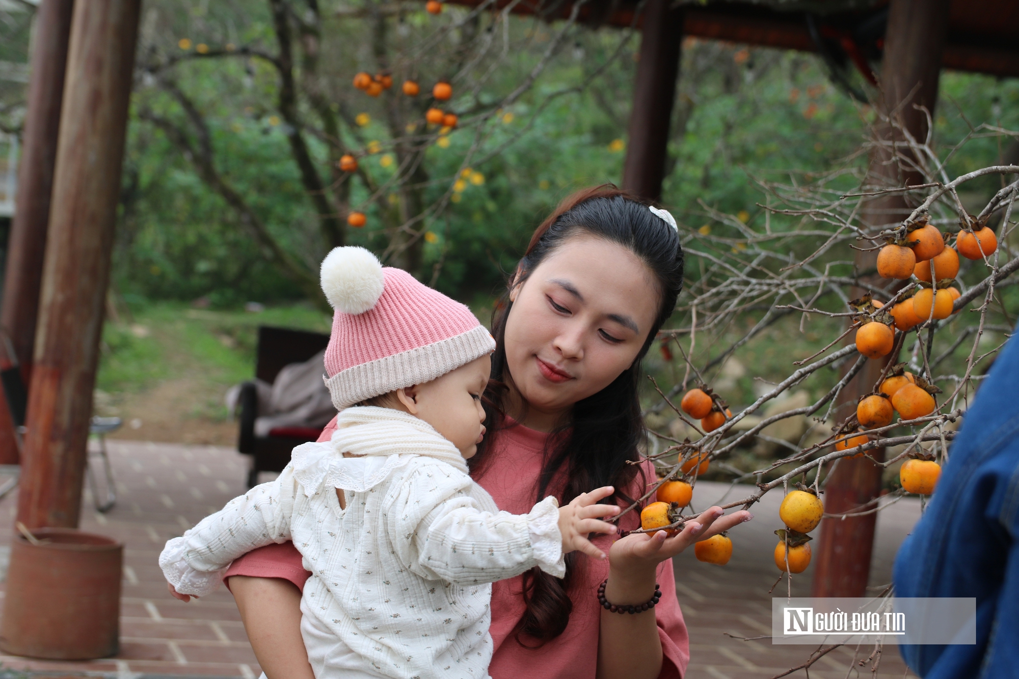 Vườn hồng trăm tuổi ở xứ Nghệ hút khách đến trải nghiệm, check - in- Ảnh 11. Vườn hồng trăm tuổi ở xứ Nghệ hút khách đến trải nghiệm, check - in- Ảnh 11.