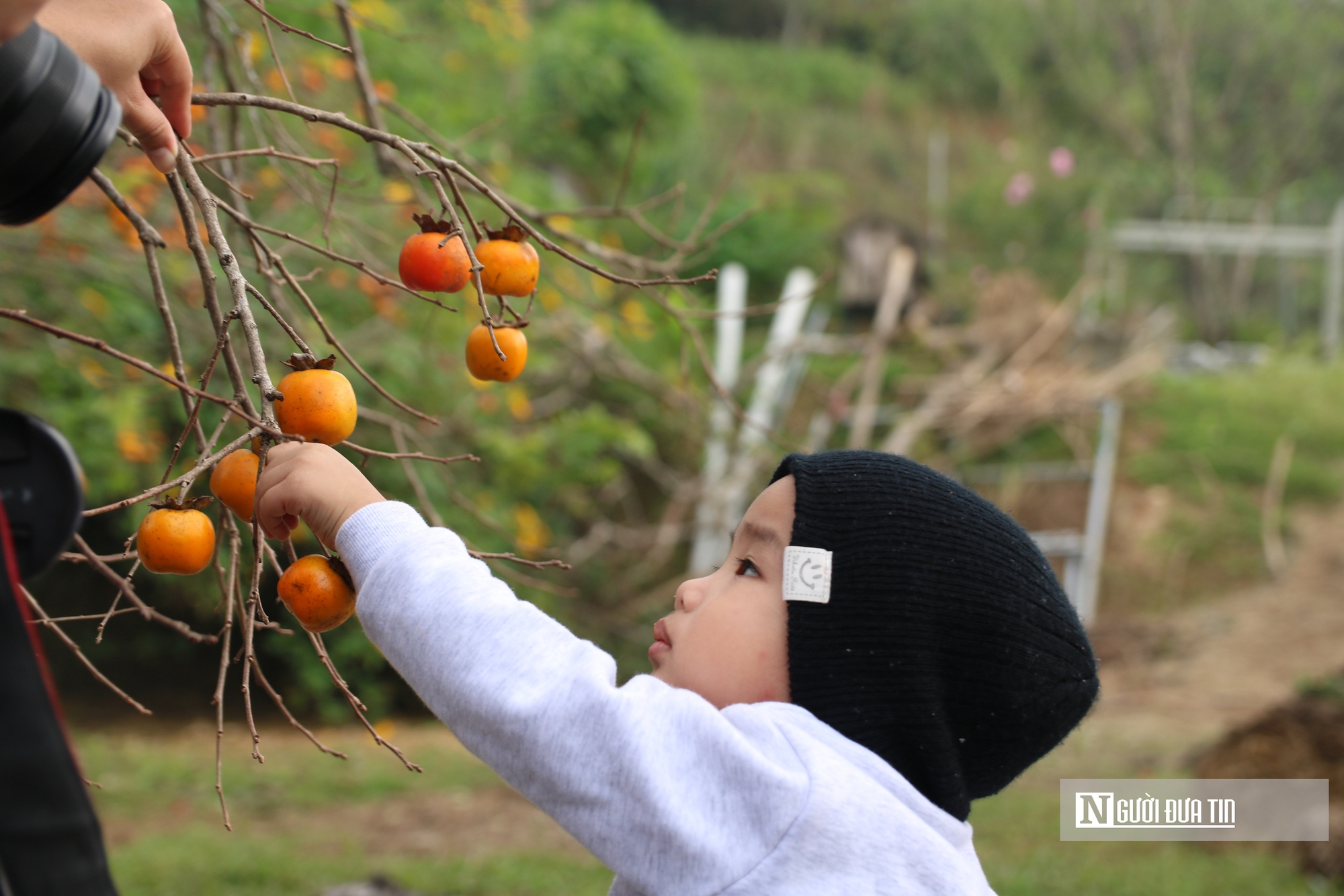 Vườn hồng trăm tuổi ở xứ Nghệ hút khách đến trải nghiệm, check - in- Ảnh 12. Vườn hồng trăm tuổi ở xứ Nghệ hút khách đến trải nghiệm, check - in- Ảnh 12.