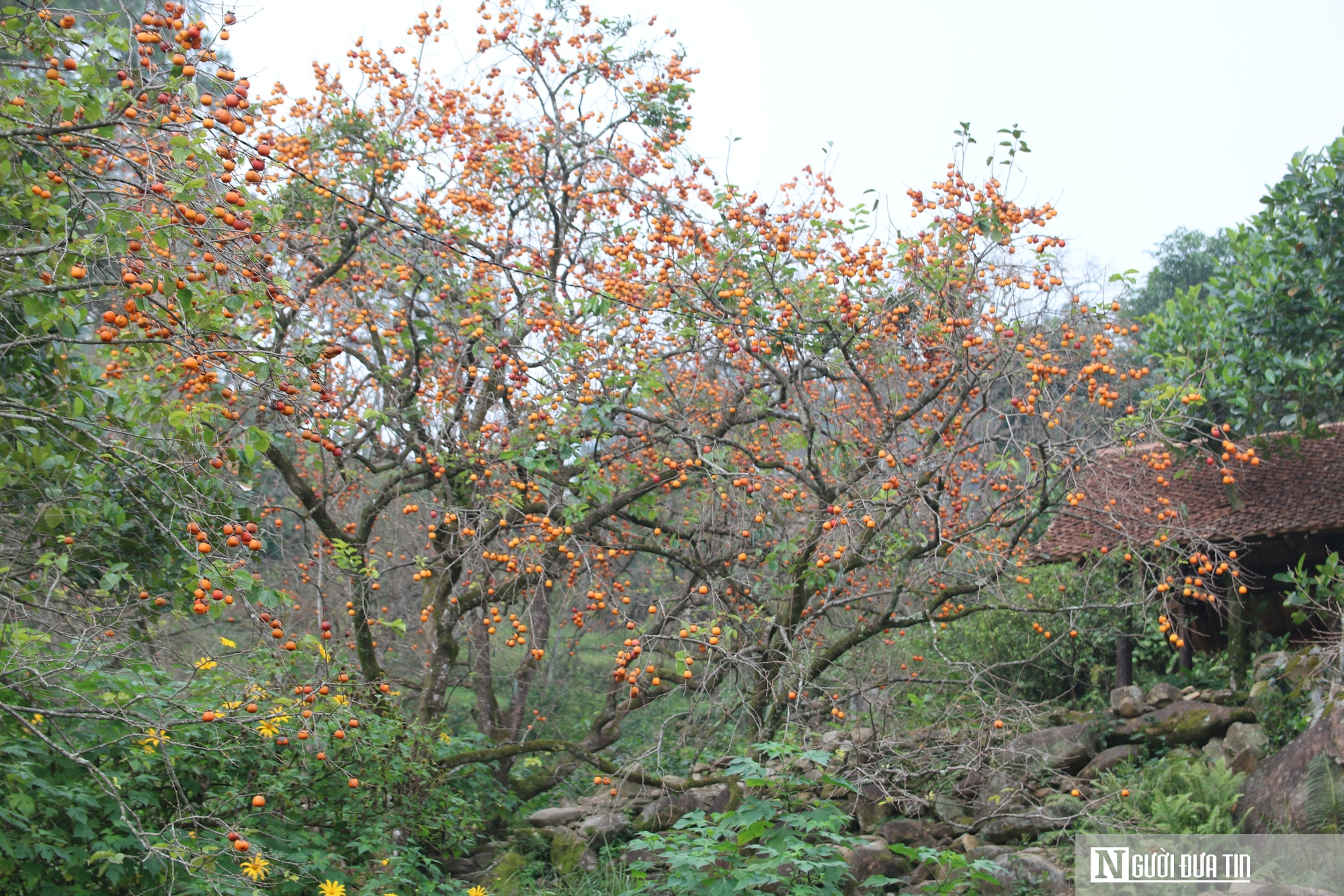 Vườn hồng trăm tuổi ở xứ Nghệ hút khách đến trải nghiệm, check - in- Ảnh 15. Vườn hồng trăm tuổi ở xứ Nghệ hút khách đến trải nghiệm, check - in- Ảnh 15.