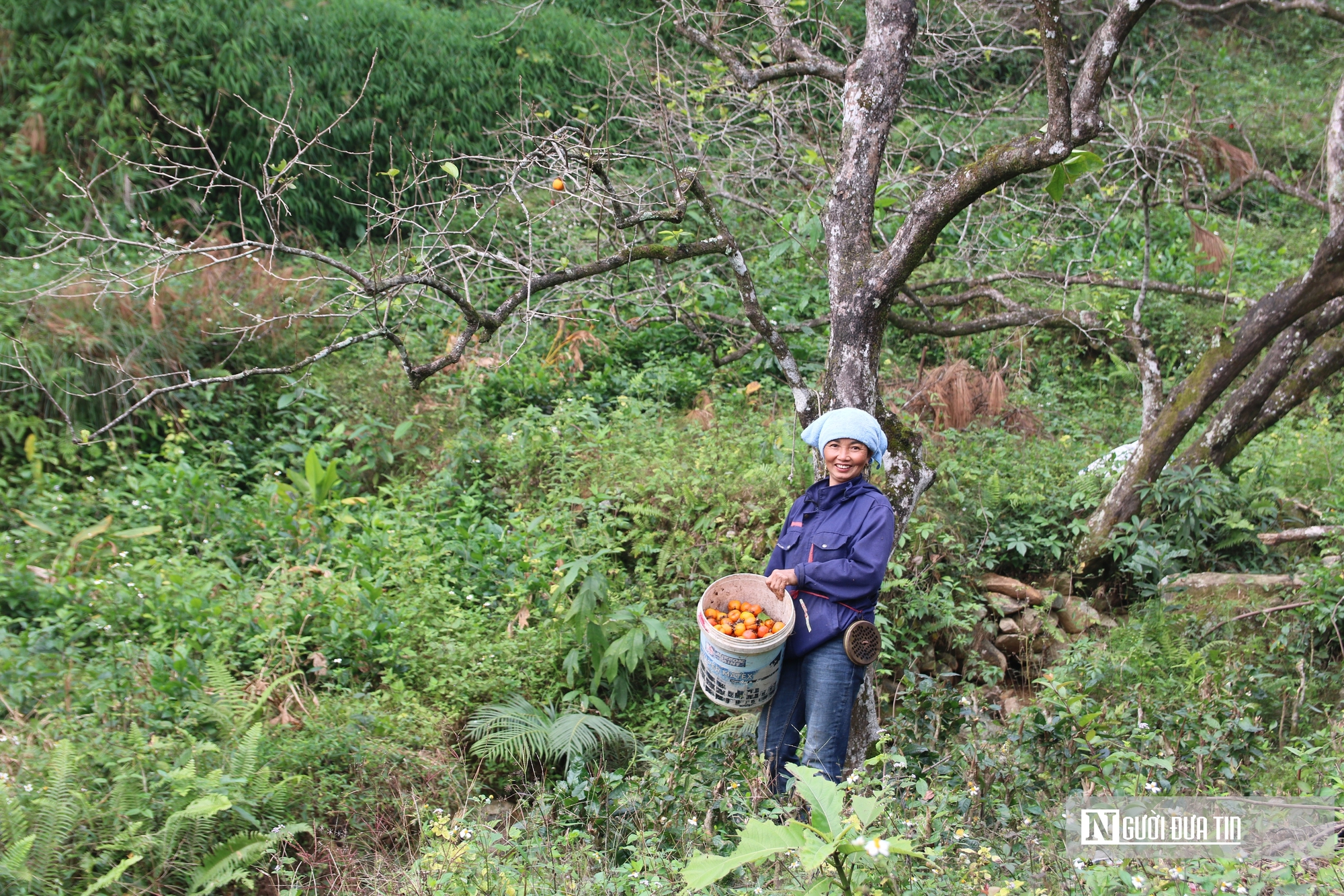 Vườn hồng trăm tuổi ở xứ Nghệ hút khách đến trải nghiệm, check - in- Ảnh 13. Vườn hồng trăm tuổi ở xứ Nghệ hút khách đến trải nghiệm, check - in- Ảnh 13.