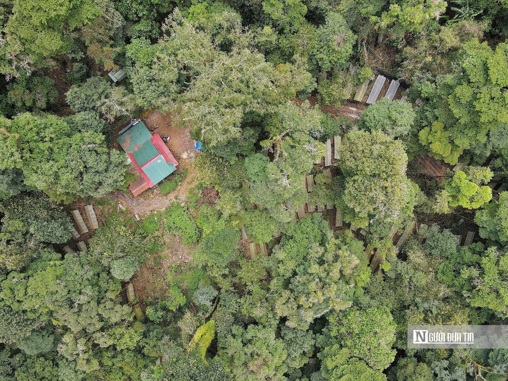 Quảng Ngãi hướng mục tiêu trồng 6.000ha sâm Ngọc Linh, phát triển sinh kế bền vững cho người dân- Ảnh 1.