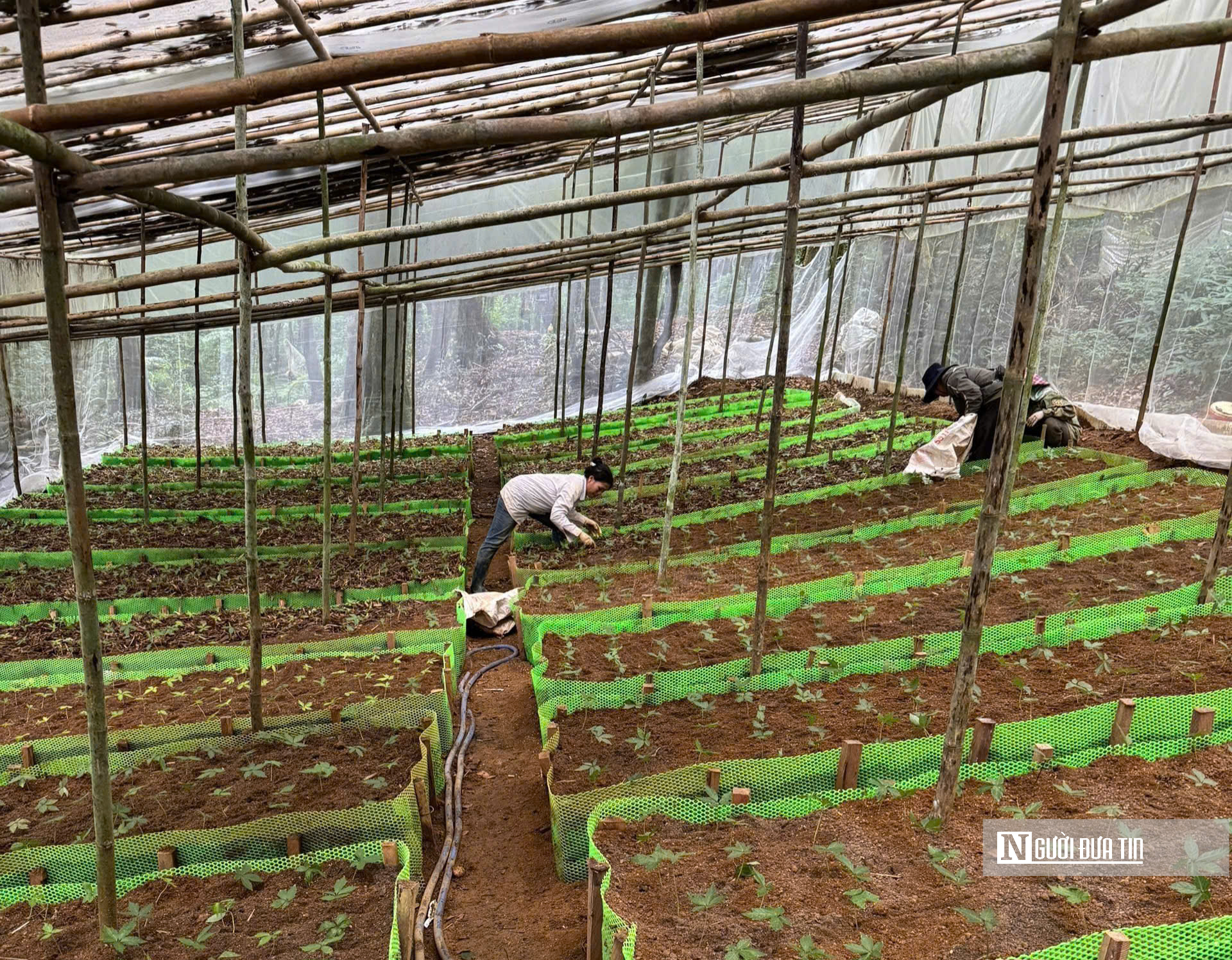 Quảng Ngãi hướng mục tiêu trồng 6.000ha sâm Ngọc Linh, phát triển sinh kế bền vững cho người dân- Ảnh 2.