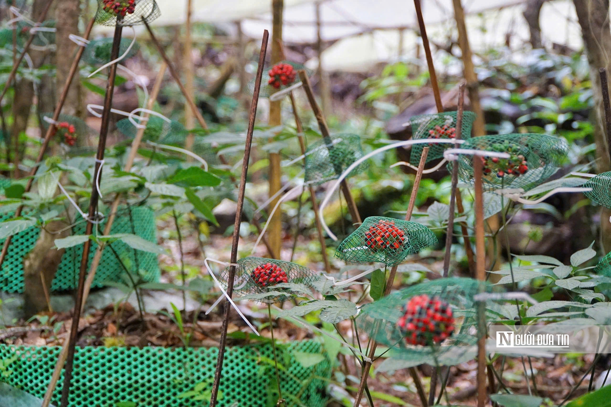 Quảng Ngãi hướng mục tiêu trồng 6.000ha sâm Ngọc Linh, phát triển sinh kế bền vững cho người dân- Ảnh 3.