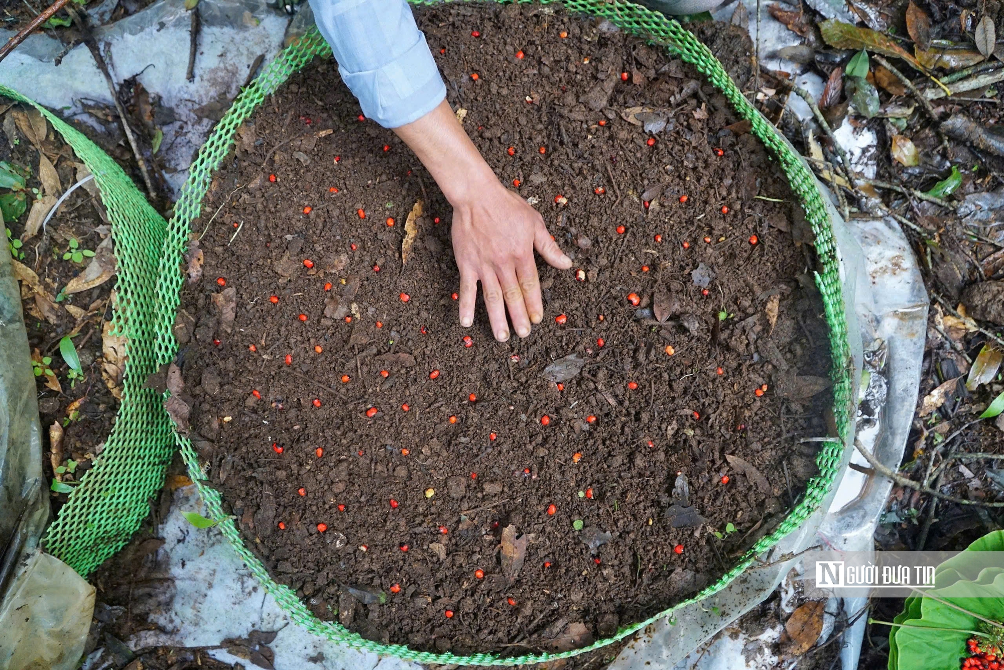 Quảng Ngãi hướng mục tiêu trồng 6.000ha sâm Ngọc Linh, phát triển sinh kế bền vững cho người dân- Ảnh 4.
