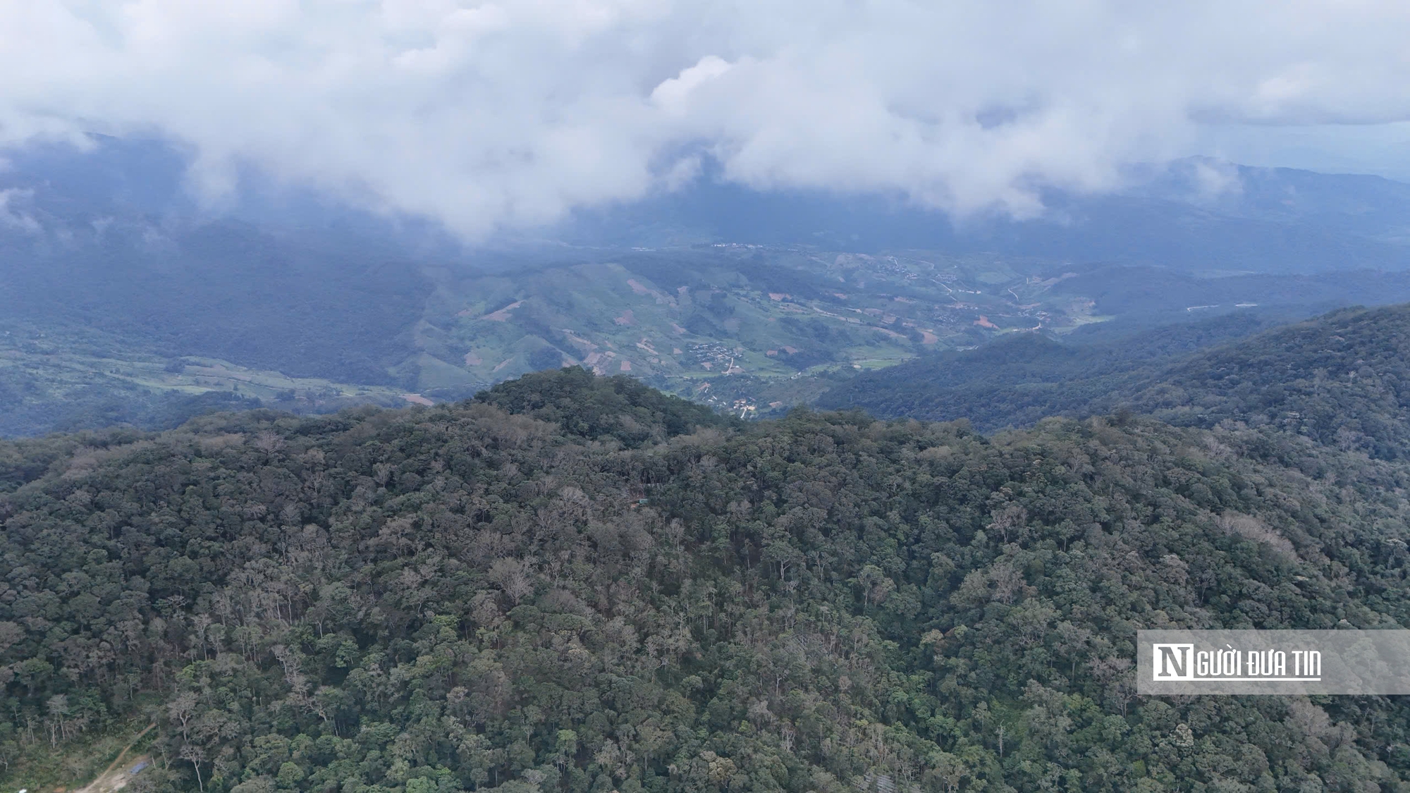 Quảng Ngãi hướng mục tiêu trồng 6.000ha sâm Ngọc Linh, phát triển sinh kế bền vững cho người dân- Ảnh 5.