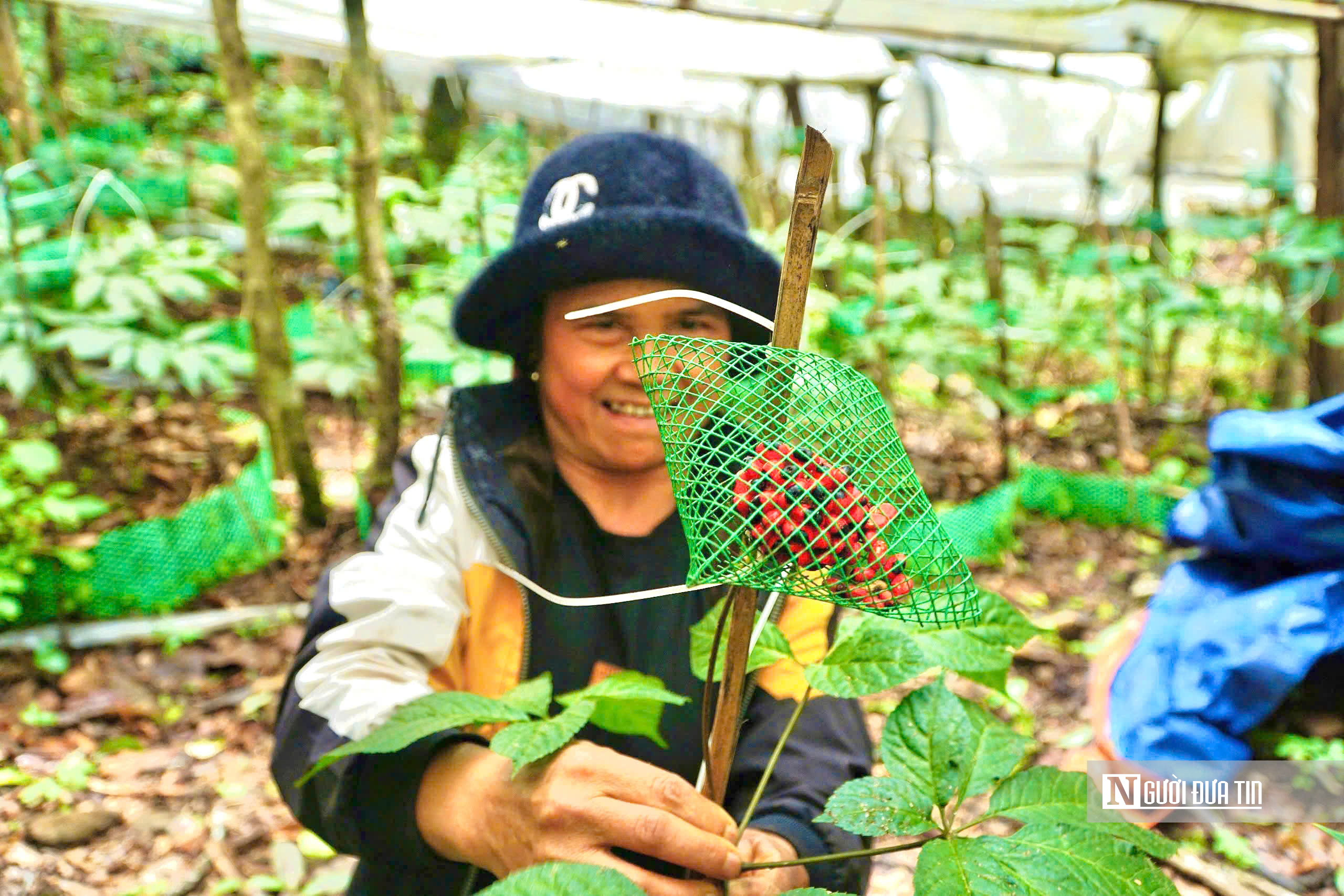 Quảng Ngãi hướng mục tiêu trồng 6.000ha sâm Ngọc Linh, phát triển sinh kế bền vững cho người dân- Ảnh 6. Quảng Ngãi hướng mục tiêu trồng 6.000ha sâm Ngọc Linh, phát triển sinh kế bền vững cho người dân- Ảnh 6.