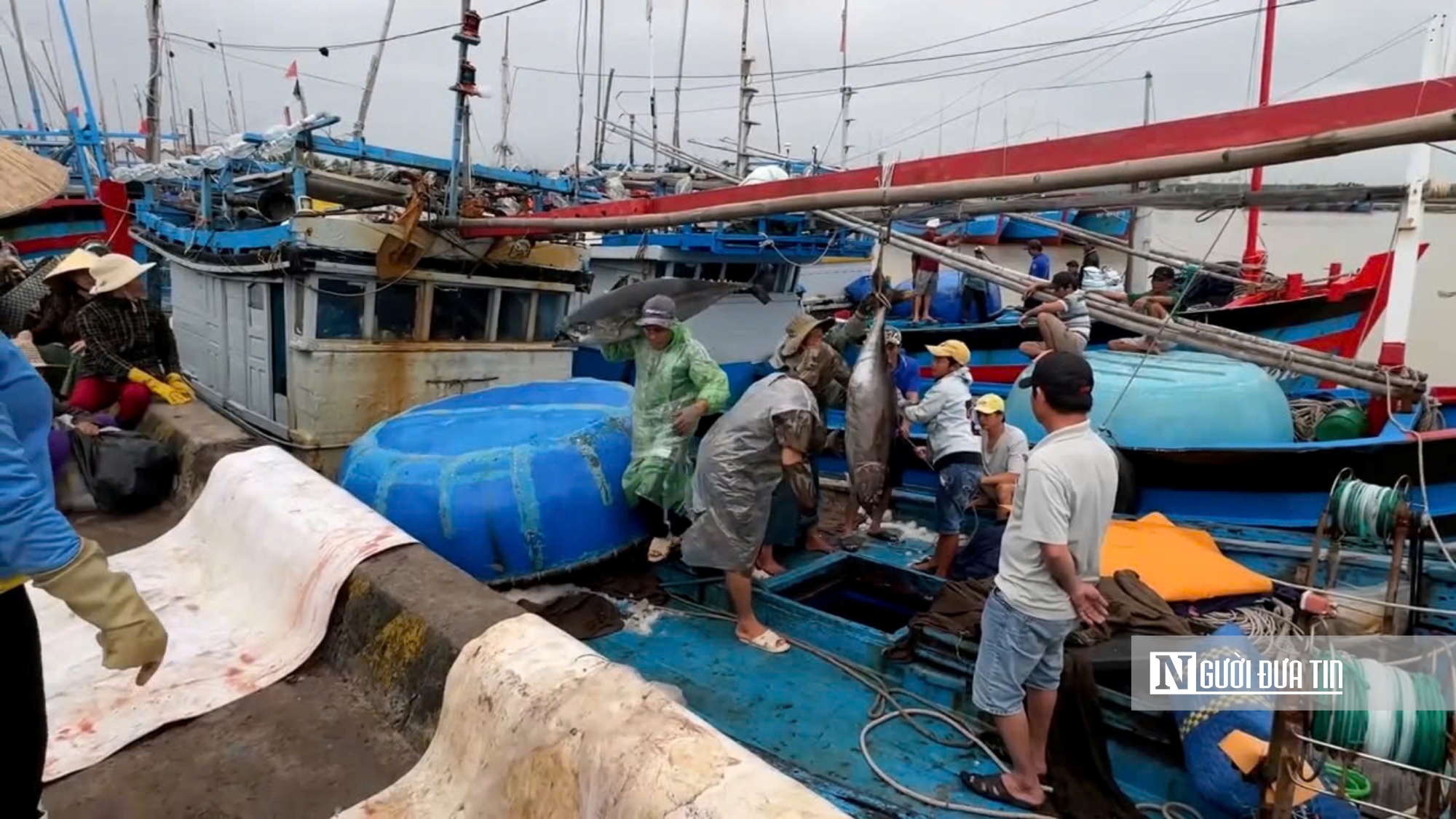 Ngư dân Phú Yên vận chuyển cá ngừ vào bờ sau chuyến biển dài ngày. Ảnh: Bảo Lâm Ngư dân Phú Yên vận chuyển cá ngừ vào bờ sau chuyến biển dài ngày. Ảnh: Bảo Lâm