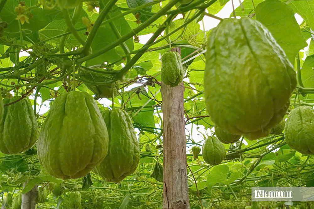 Giải bài toán tìm đầu ra cho các mặt hàng nông sản ở Nghệ An- Ảnh 3.