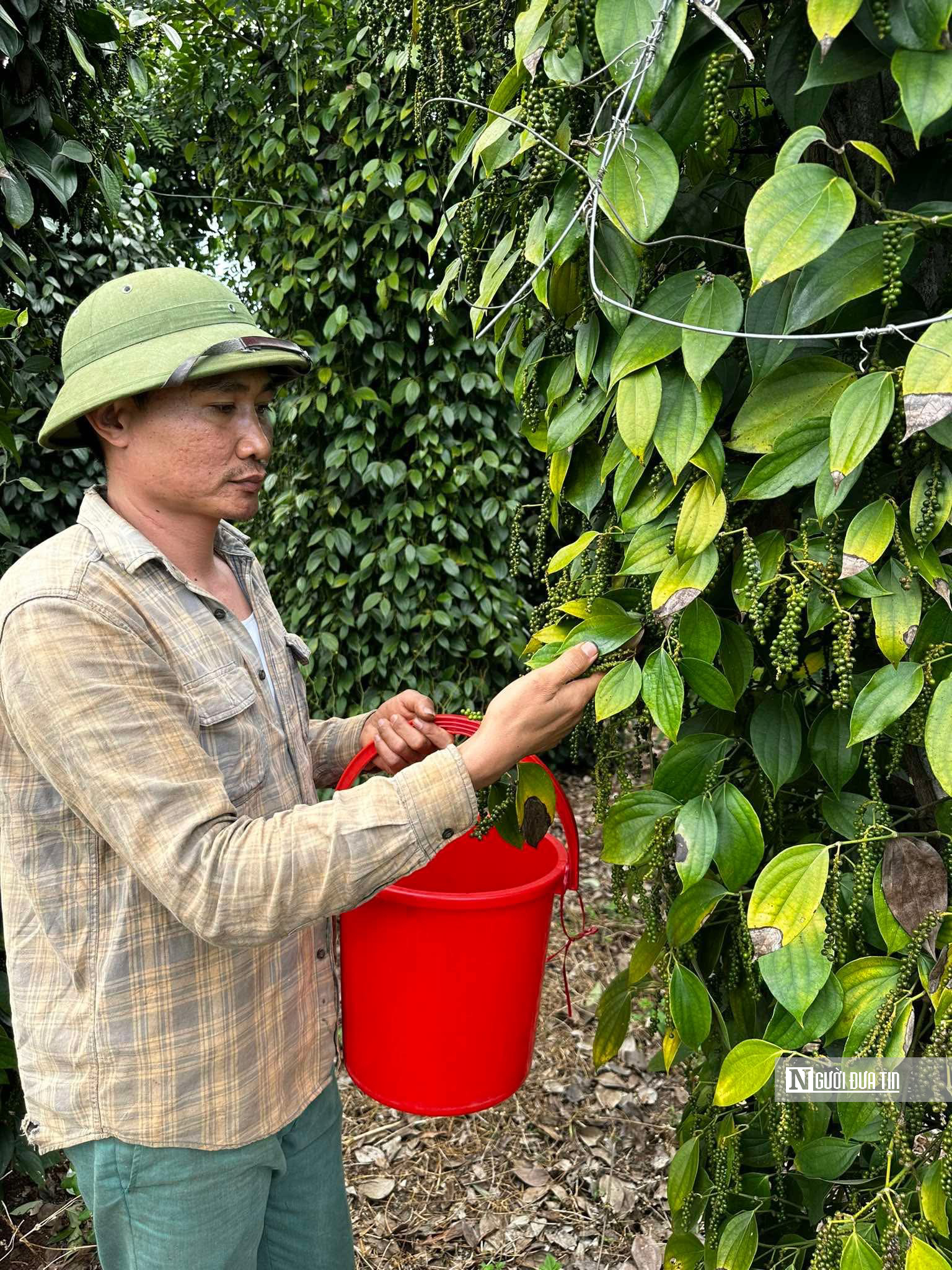 Giá hồ tiêu tăng, cơ quan chức năng khuyến nghị "không ồ ạt trồng thêm"- Ảnh 1.