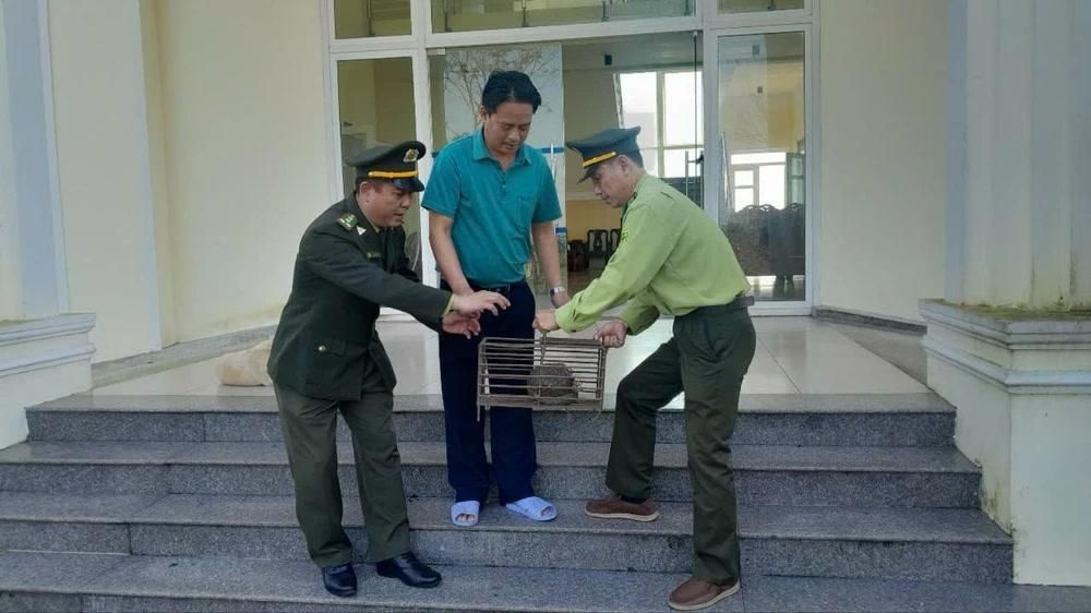 Nhiều cá thể Tê tê "đi lạc" ở Huế, người dân phát hiện giao nộp cho kiểm lâm- Ảnh 1. Nhiều cá thể Tê tê "đi lạc" ở Huế, người dân phát hiện giao nộp cho kiểm lâm- Ảnh 1.