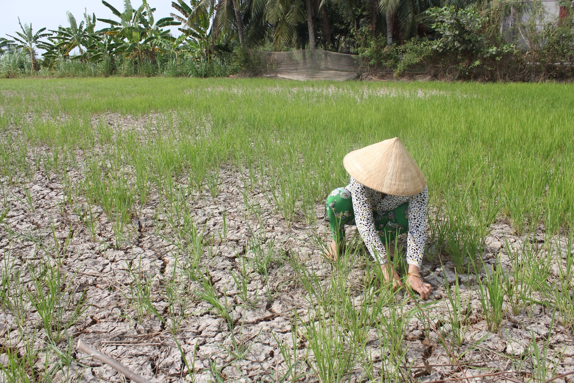 Thủ tướng chỉ đạo ứng phó xâm nhập mặn cao điểm tại miền Tây và Tp.Hồ Chí Minh- Ảnh 1.