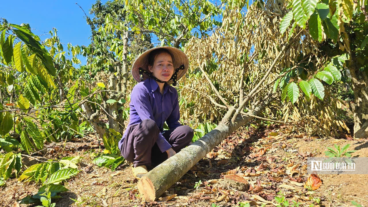 Gia Lai: Thông tin mới vụ anh rể chặt phá vườn cây của em vợ- Ảnh 1.