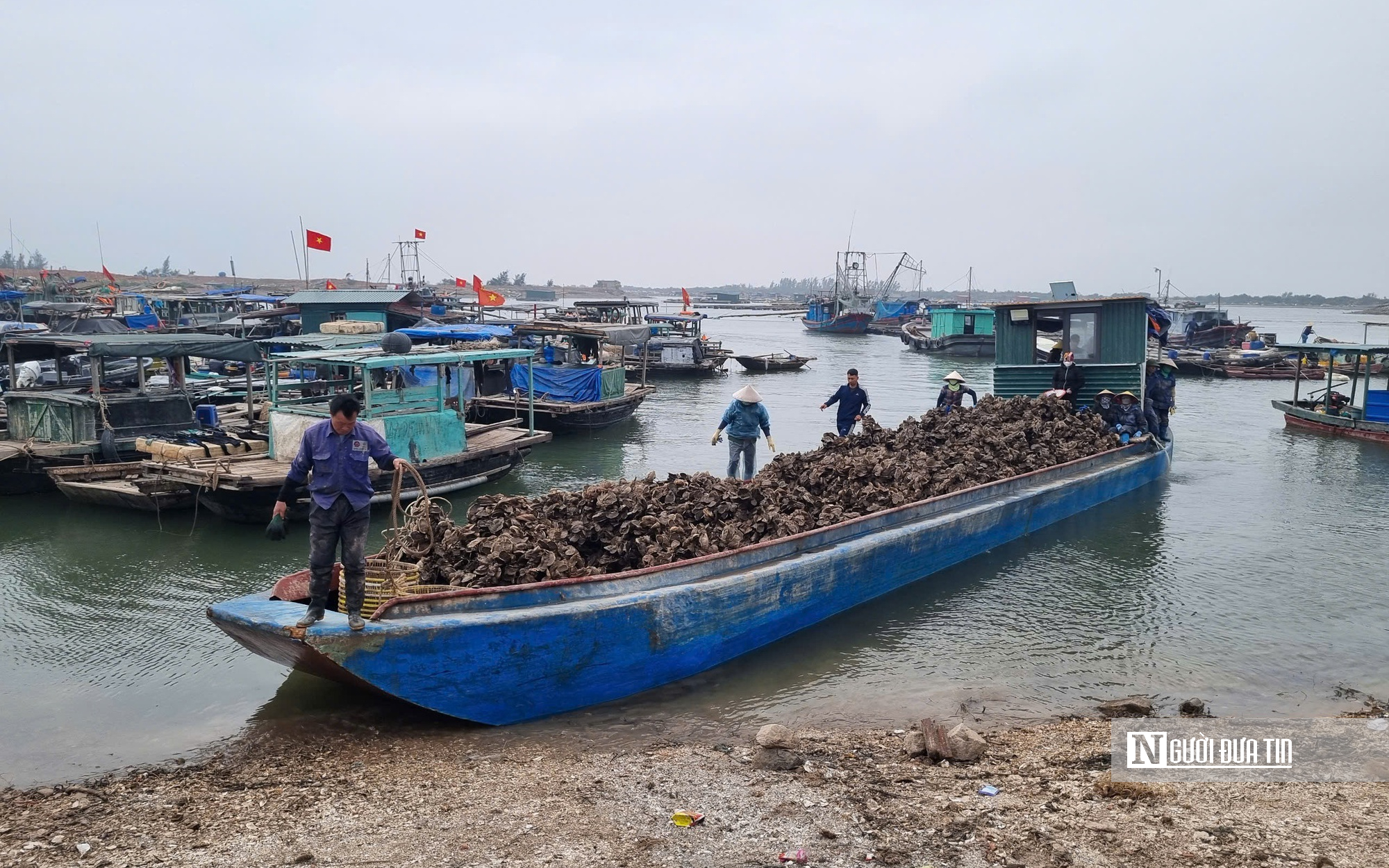 Quảng Ninh: Không có chuyện cướp hàu tại thị xã Quảng Yên