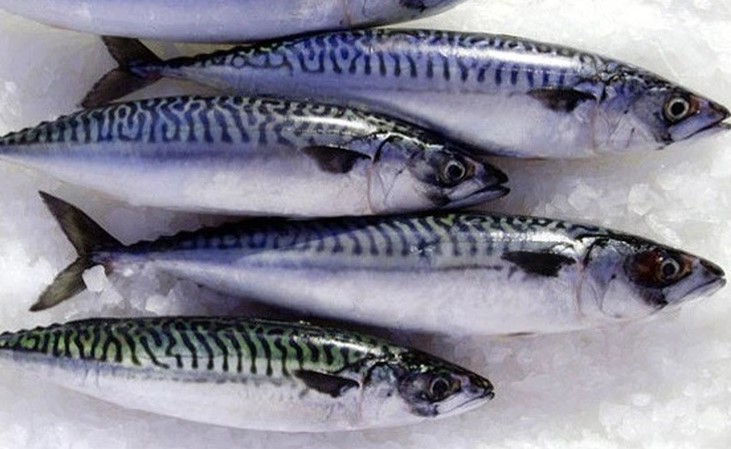 Loại cá "tốt không kém cá hồi", bán đầy chợ Việt nhưng nhiều người ngó lơ- Ảnh 2. Loại cá "tốt không kém cá hồi", bán đầy chợ Việt nhưng nhiều người ngó lơ- Ảnh 2.