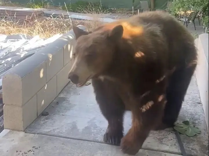 Con gấu khổng lồ đang trú ẩn ở nhà Sean Lorenzini sau thảm họa cháy rừng ở California. (Ảnh: Sean Lorenzini) Con gấu khổng lồ đang trú ẩn ở nhà Sean Lorenzini sau thảm họa cháy rừng ở California. (Ảnh: Sean Lorenzini)