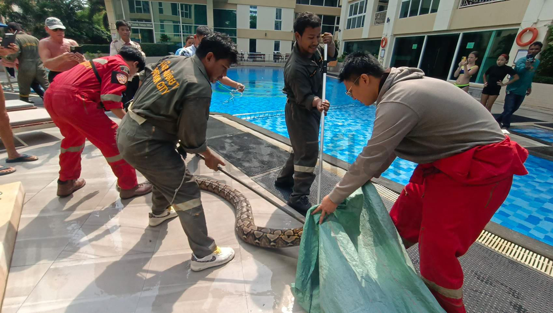 Người đàn ông tay không bắt sống "quái thú" dài 6m ẩn nấp trong nhà vệ sinh- Ảnh 2.