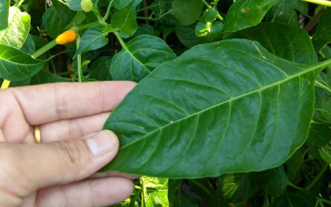 Đừng chỉ ăn quả, lá loại cây này quý như "nhân sâm người nghèo", ở quê mọc đầy bờ rào - Ảnh 4.