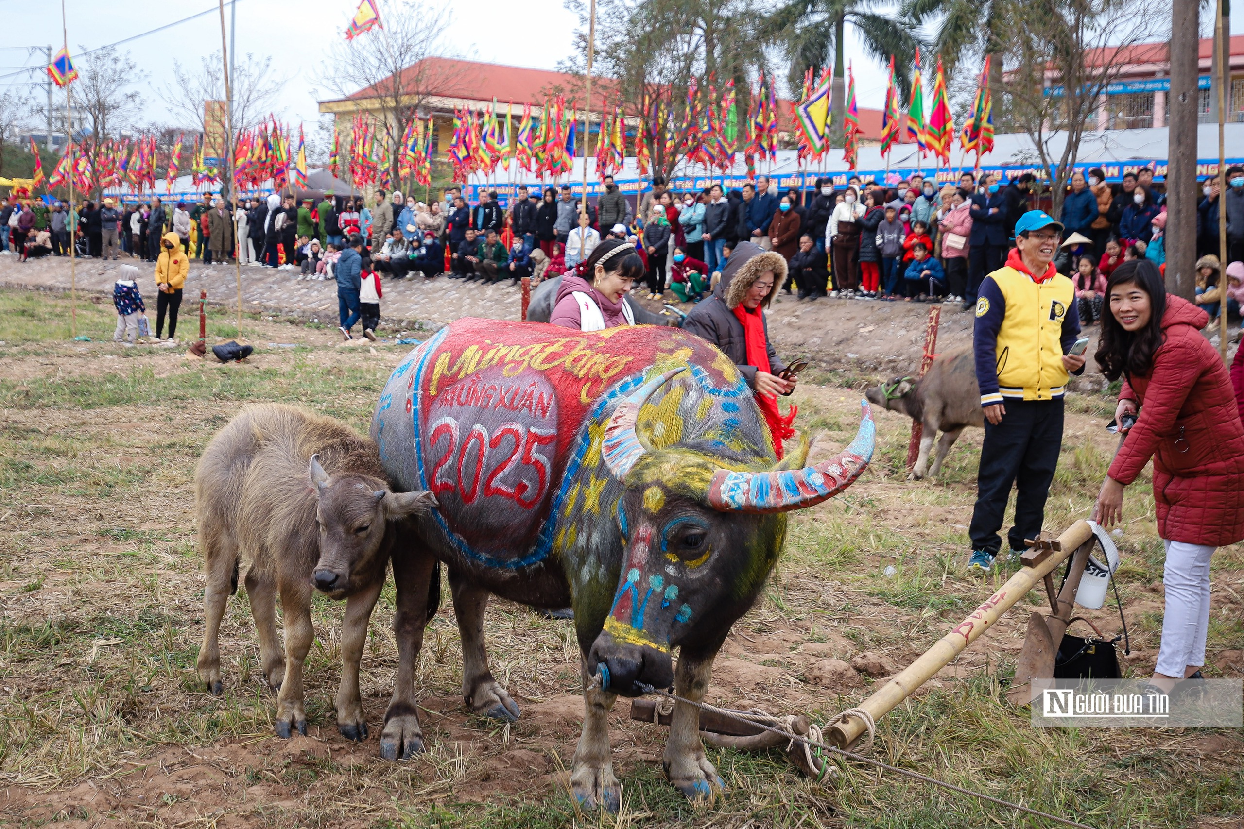 Người dân thích thú chụp ảnh, chiêm ngưỡng "lão" trâu tại Lễ Tịch điền Đọi Sơn- Ảnh 5.