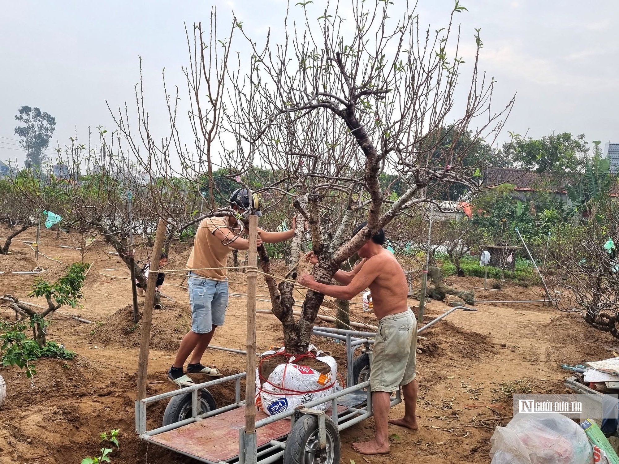 Nông dân Nhật Tân tất bật chăm sóc vườn đào sau Tết- Ảnh 1.