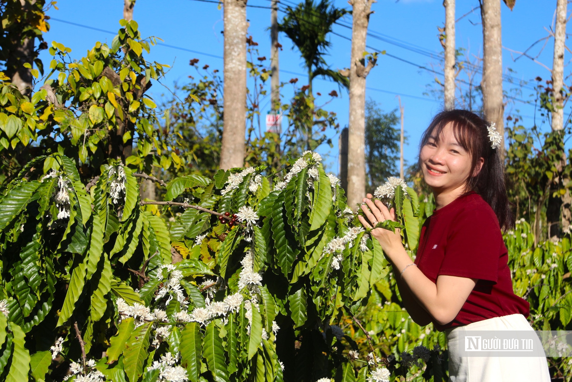 Hoa cà phê nở rộ tại 