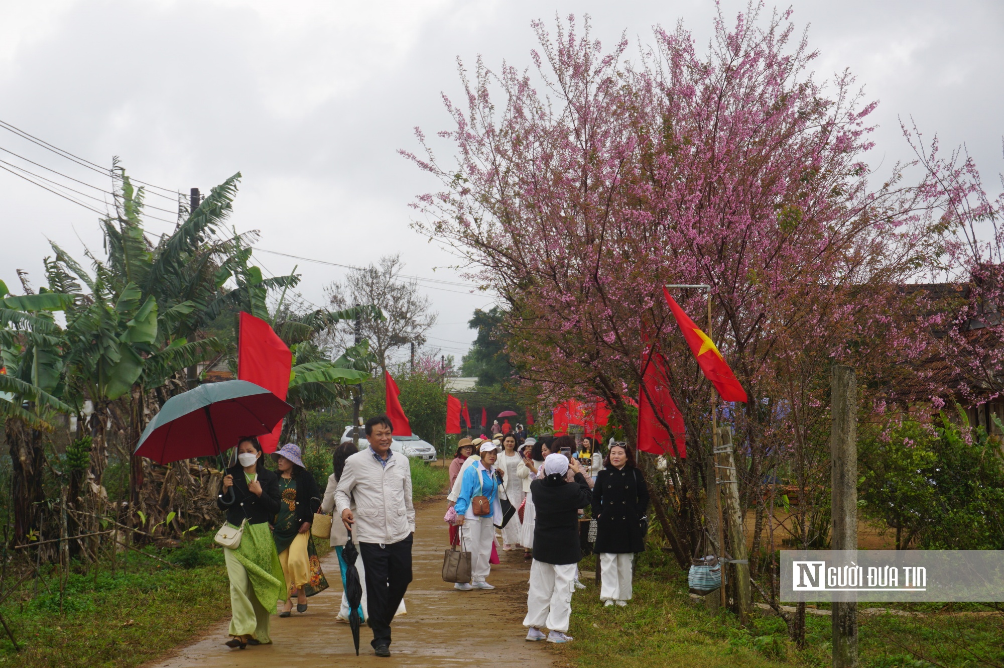 Ngày hội hoa đào xã Vĩnh Sơn (Vĩnh Thạnh, Bình Định) diễn ra trong 2 ngày (8-9/2), thu hút đông đảo người dân và du khách tìm tới check-in. Ảnh: Thu Dịu