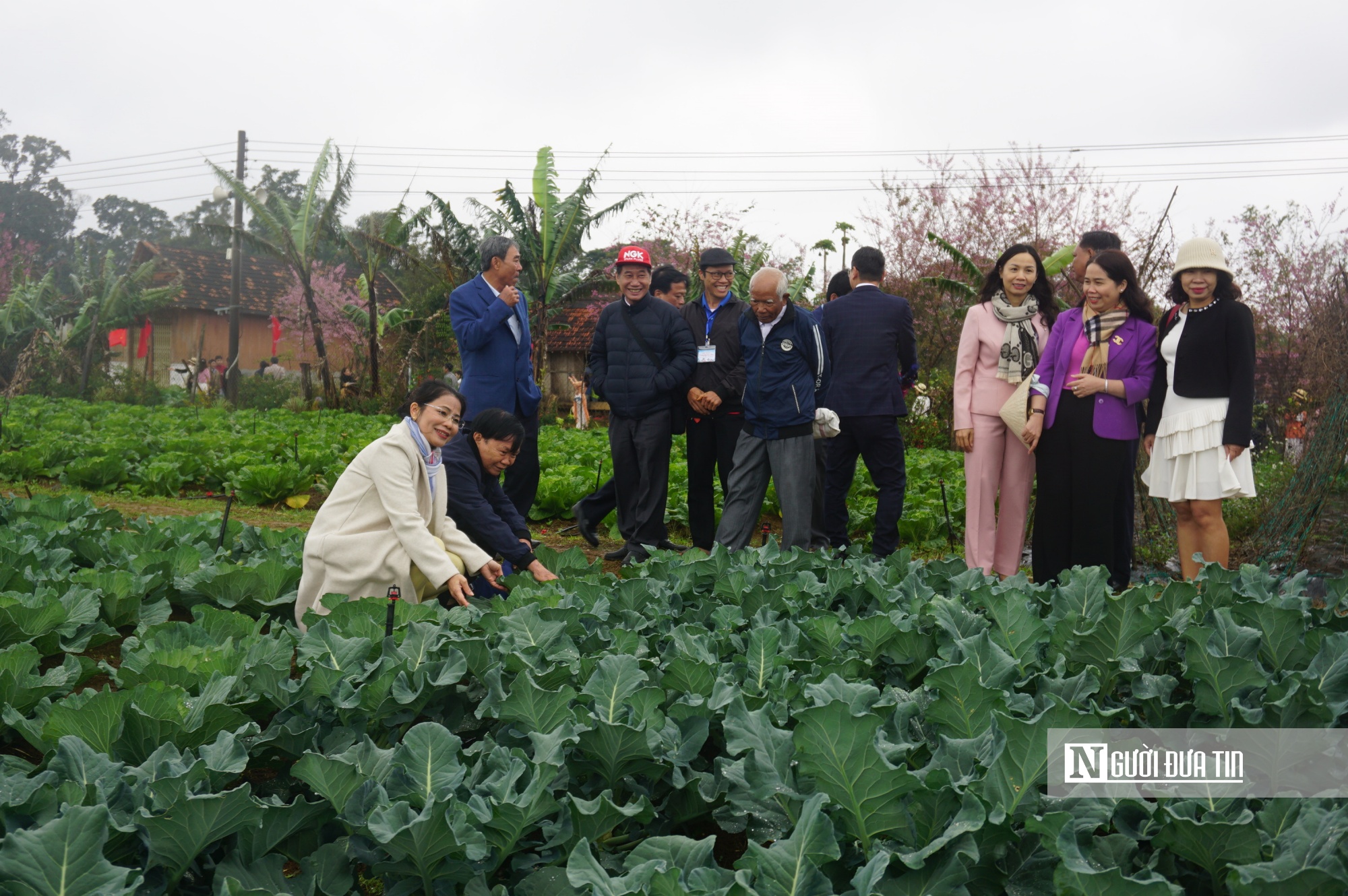 Vĩnh Sơn còn được biết đến là vùng rau ôn đới của Bình Định. Ảnh: Thu Dịu