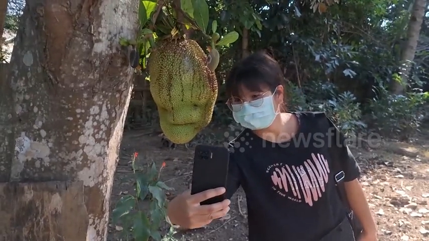Quả mít có hình thù "lạ", người dân nườm nượp kéo đến chụp ảnh, thắp hương- Ảnh 3. Quả mít có hình thù "lạ", người dân nườm nượp kéo đến chụp ảnh, thắp hương- Ảnh 3.