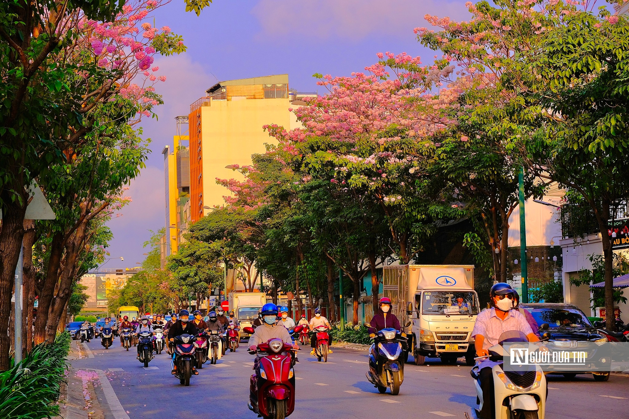 Chẳng cần đi xa, Tp.HCM cũng có mùa hoa kèn hồng đẹp nao lòng- Ảnh 4.