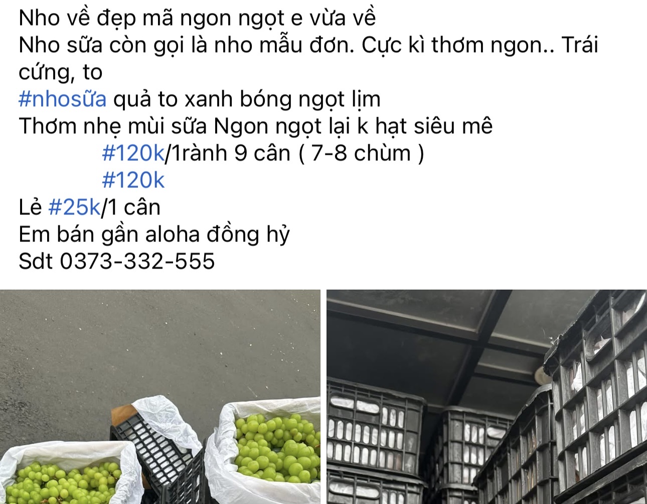 Giá nho sữa Trung Quốc 